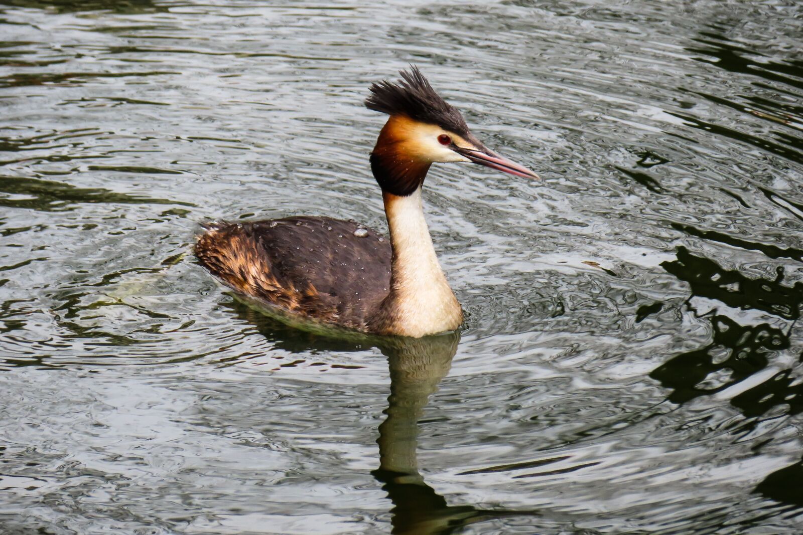 Canon PowerShot SX740 HS sample photo. Animal world, great crested photography