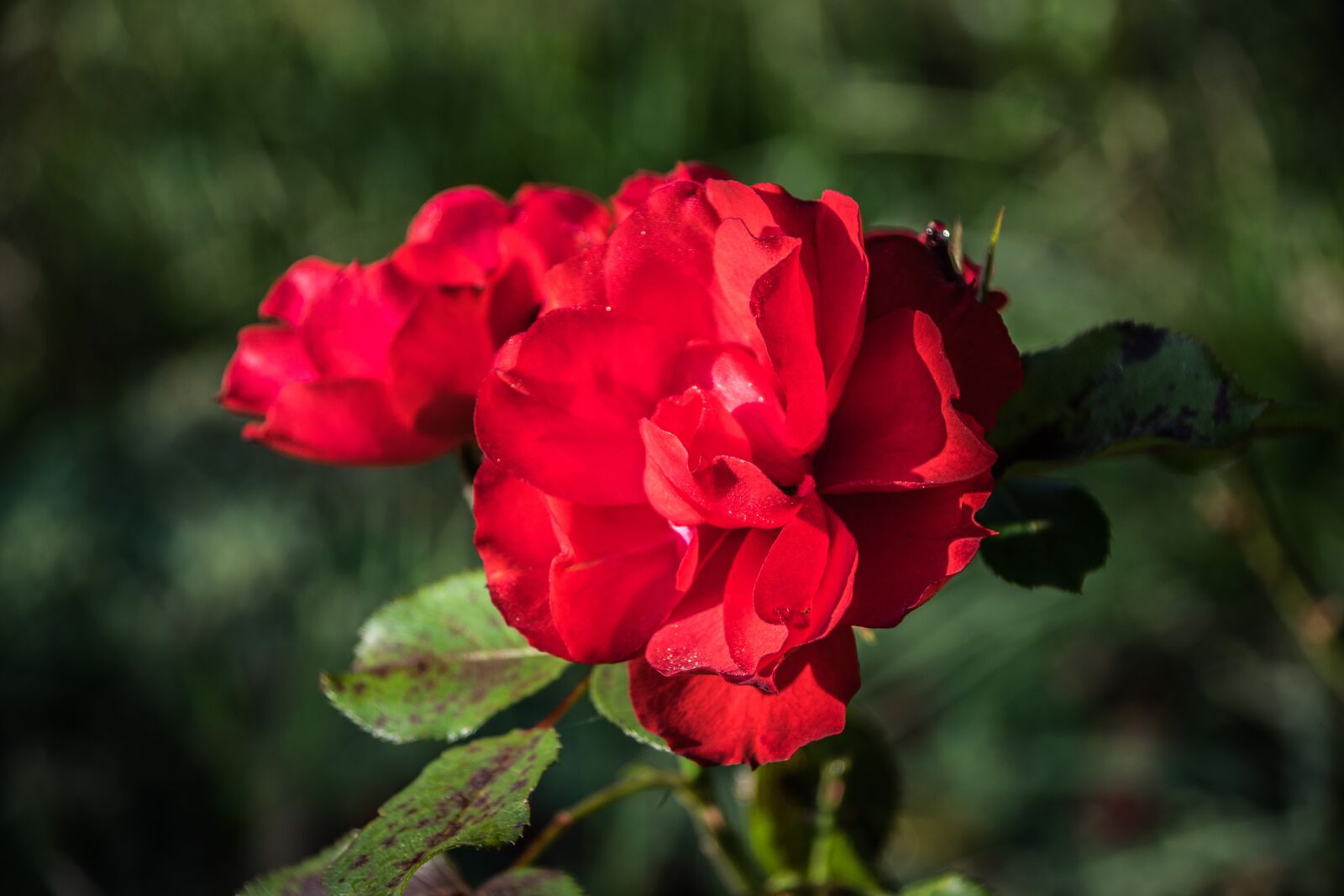 Nikon D5300 sample photo. Rose, autumn, drooping photography