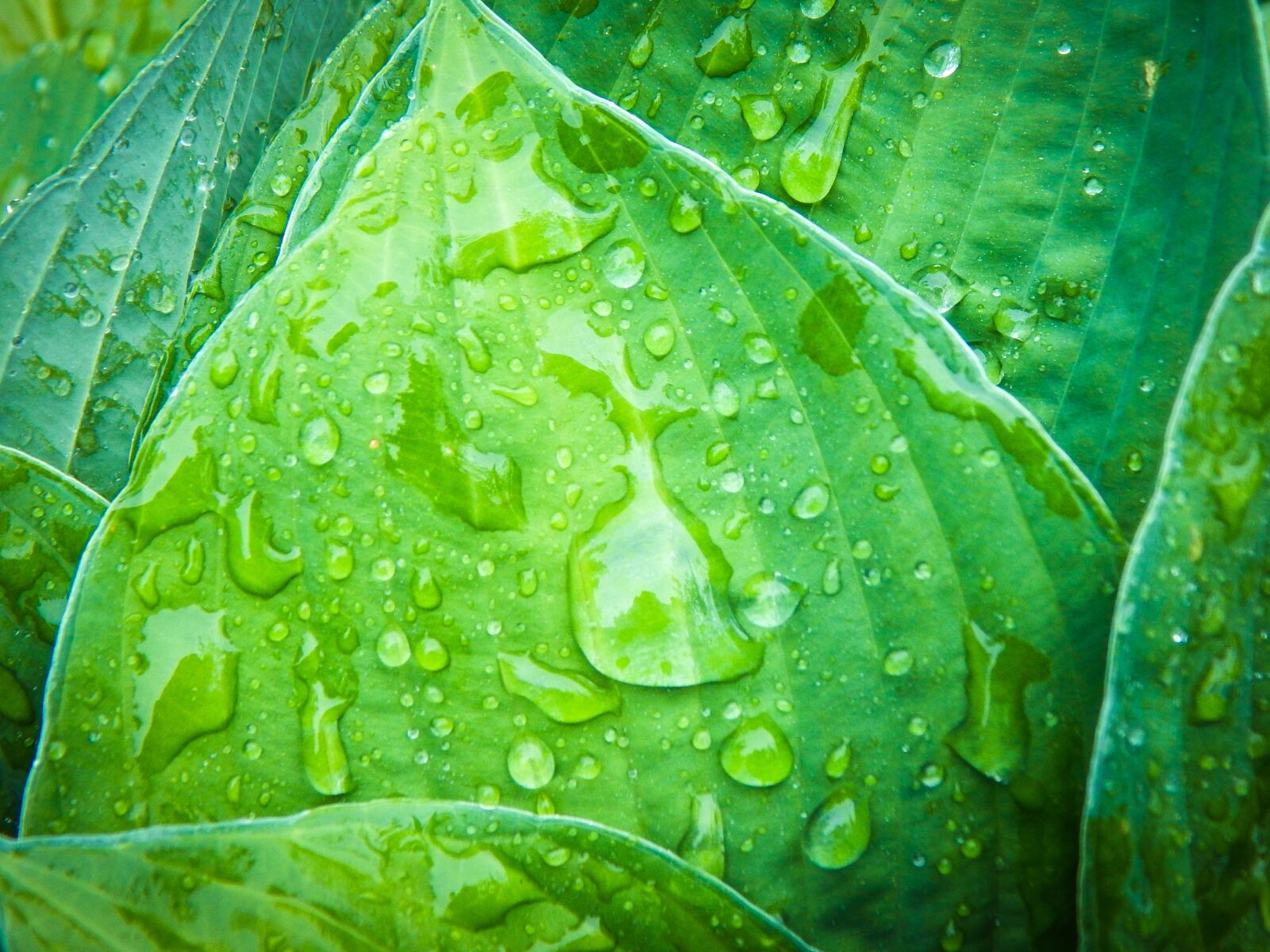 Nikon Coolpix L830 sample photo. Drops, plant, rain photography