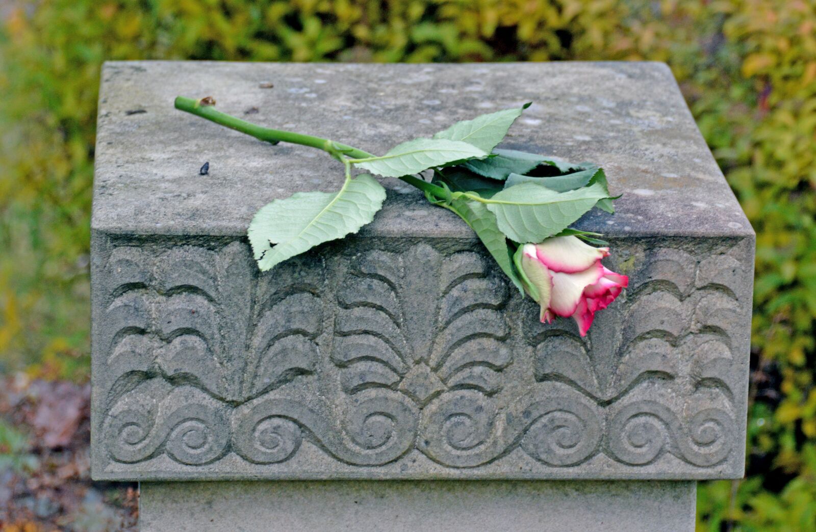 Nikon D3200 sample photo. Trauer, rose, totensonntag photography