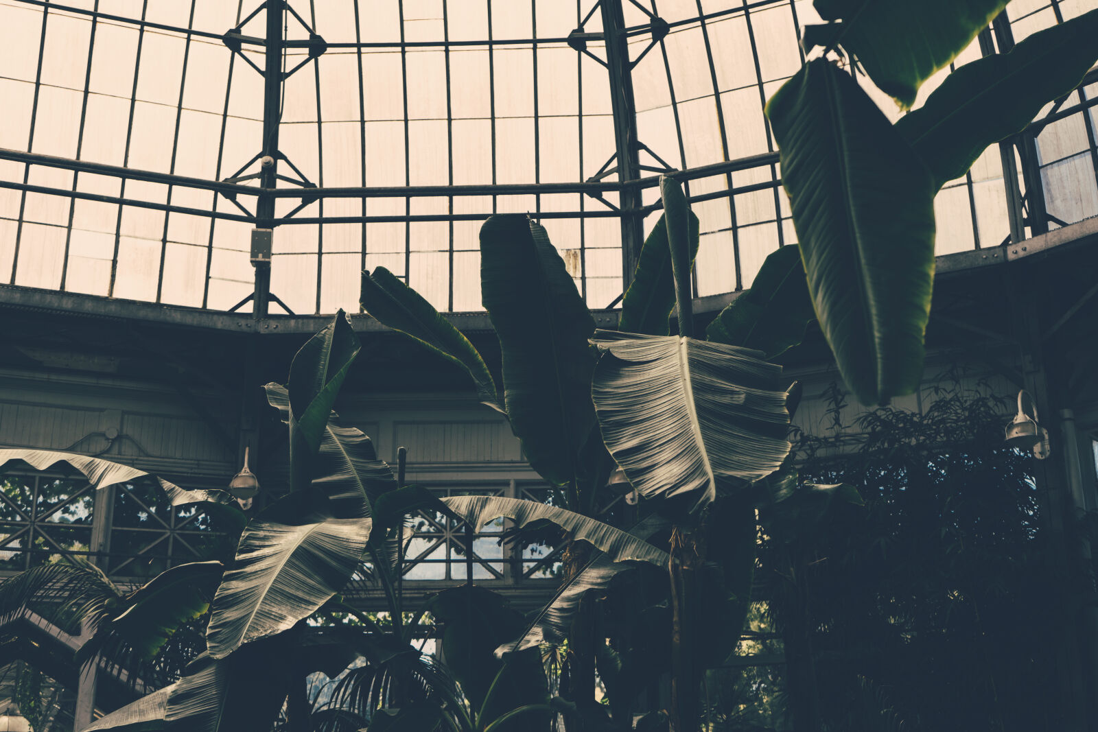 Sony a7 II + Sony FE 28-70mm F3.5-5.6 OSS sample photo. Architecture, banana, leaves, botanical photography