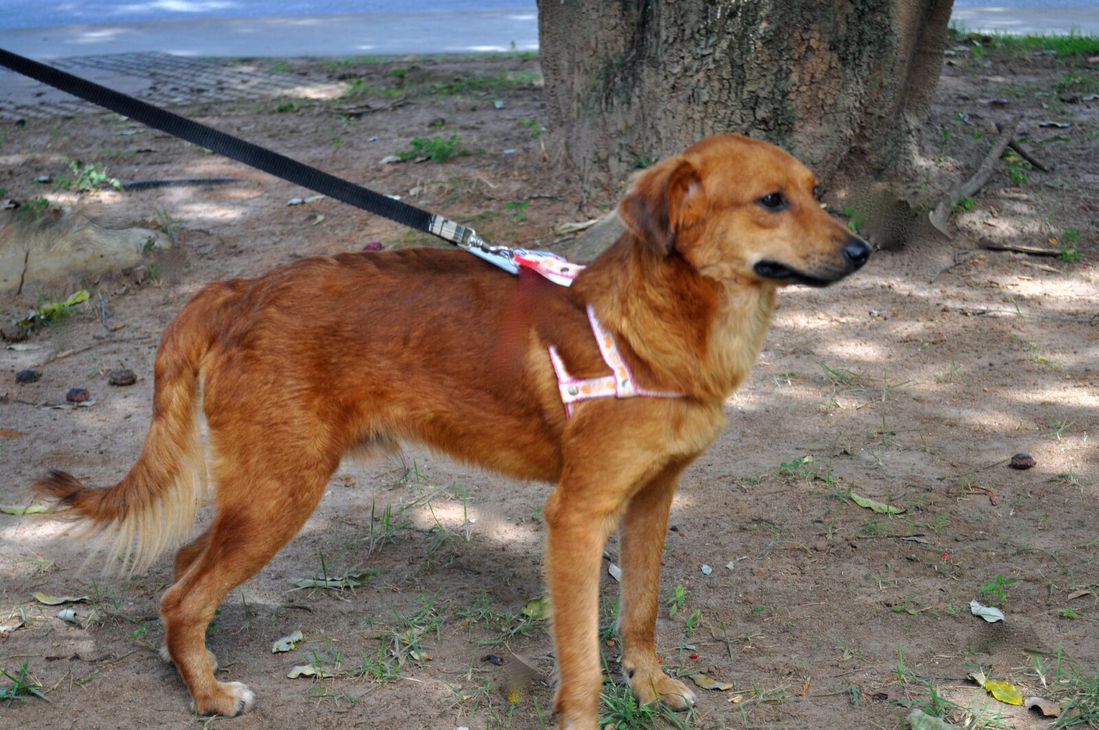 Nikon D5000 sample photo. Dog, leash, street photography