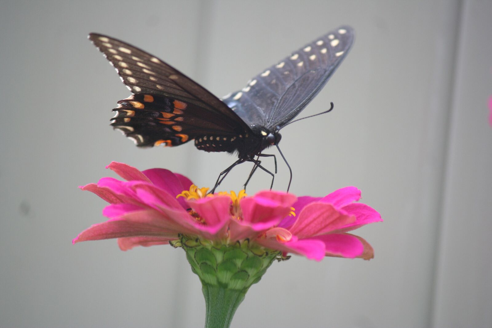 Canon EOS 350D (EOS Digital Rebel XT / EOS Kiss Digital N) sample photo. Butterfly drinking, black butterfly photography