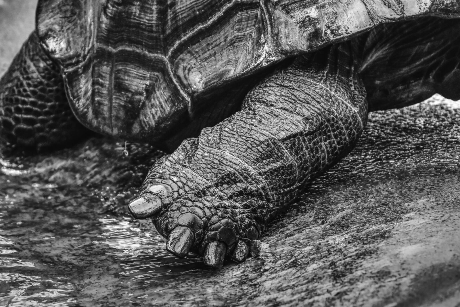 Nikon D7200 sample photo. Giant tortoises, foot animals photography