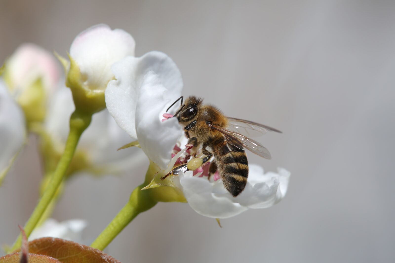 Canon EF 100mm F2.8 Macro USM sample photo. Close-up, details, honeybee, white photography