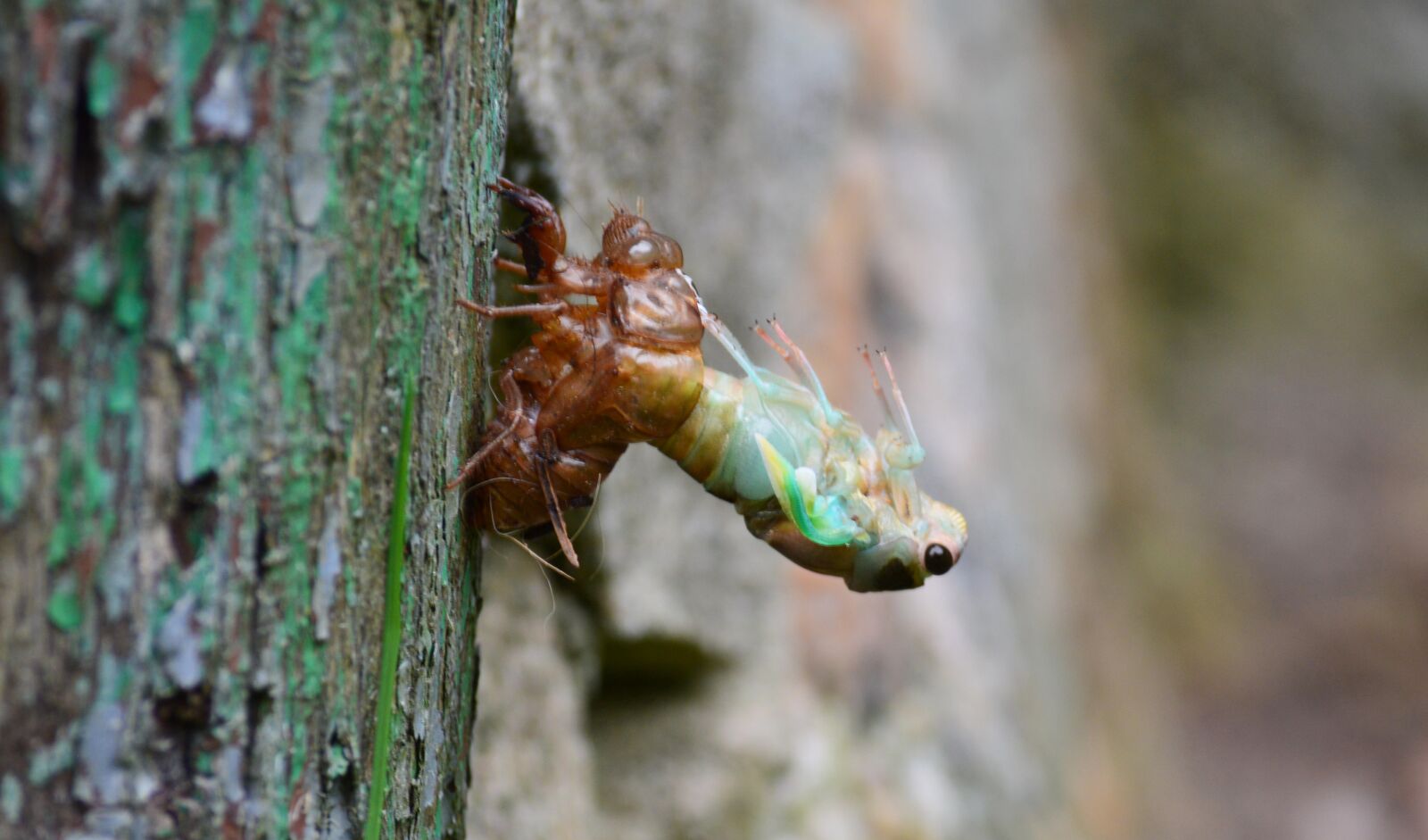 Nikon D3200 sample photo. Molting, cicada, in photography