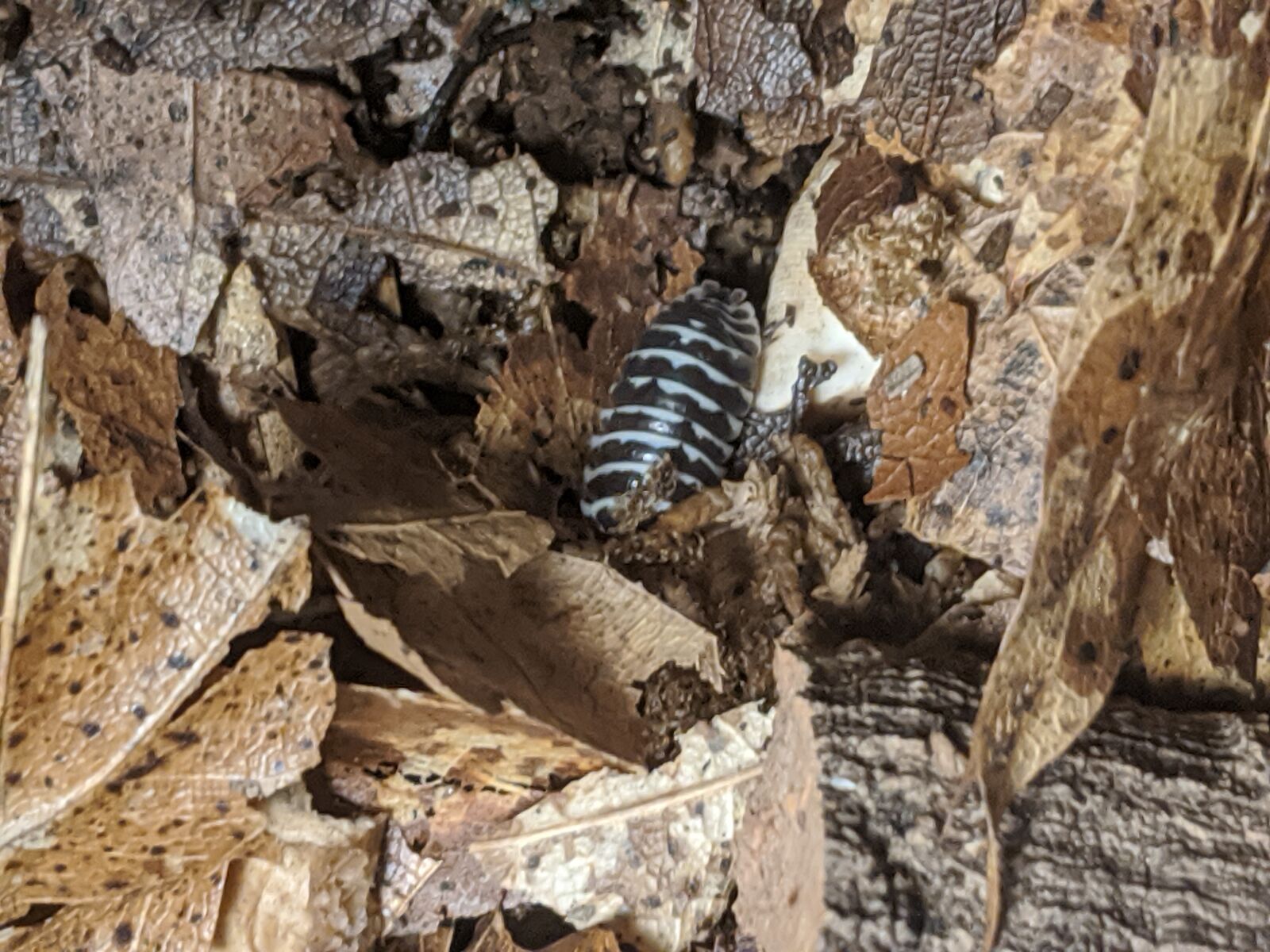 Google Pixel 2 XL sample photo. Isopods, armadillidium maculatum, zebra photography