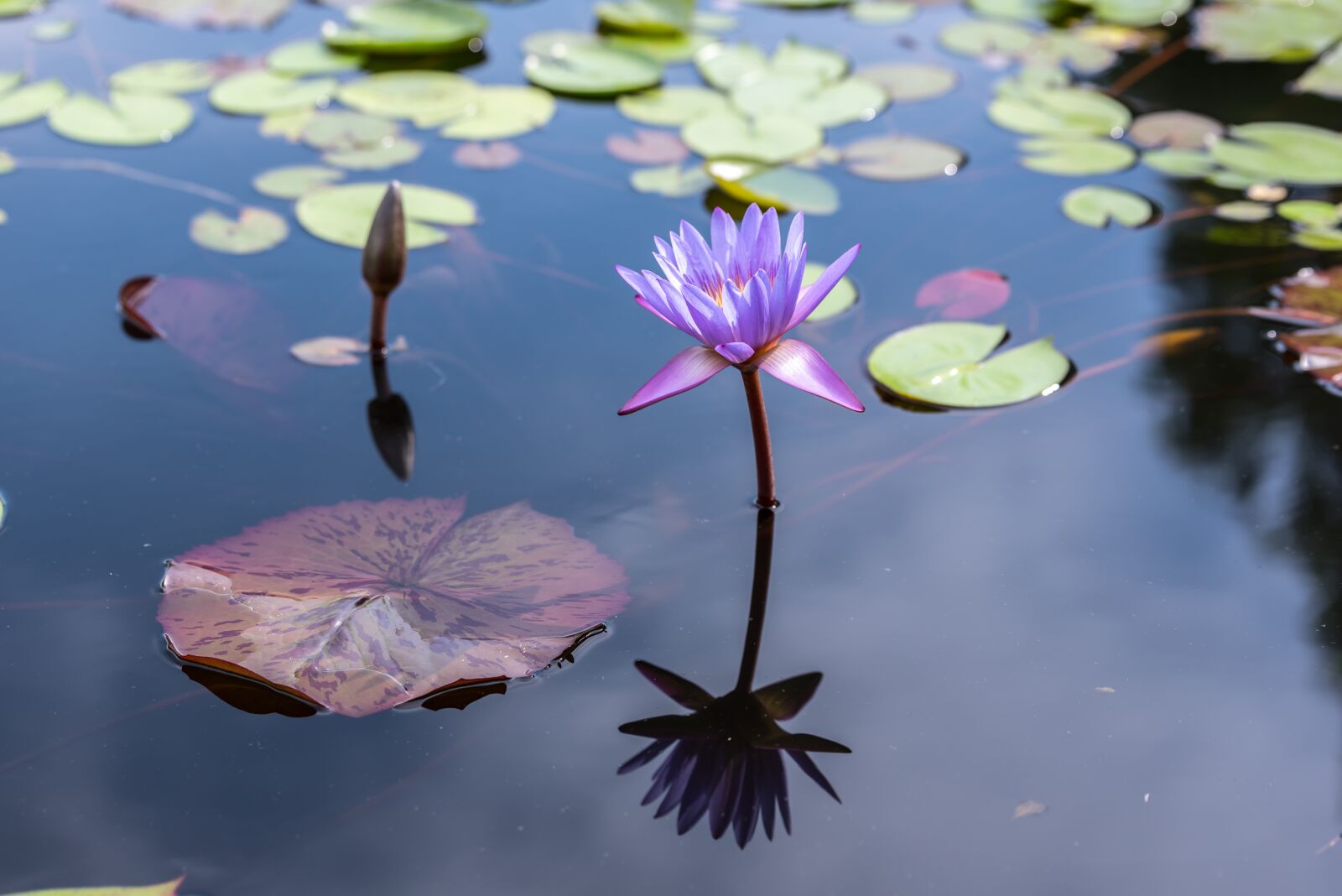Nikon D750 sample photo. Korea, gyeonggi do, paju photography