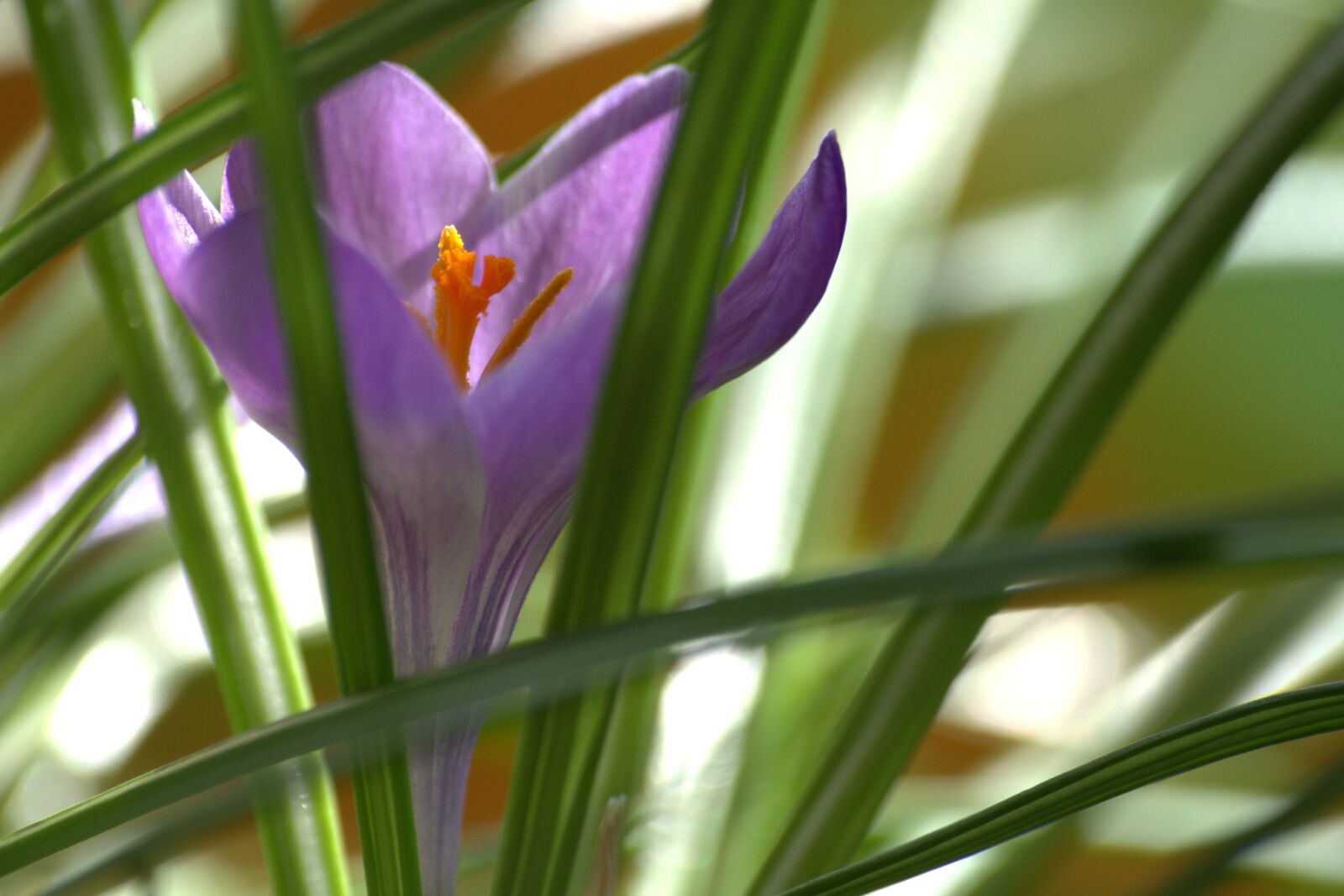 Pentax K-30 sample photo. Crocus, early bloomer, spring photography