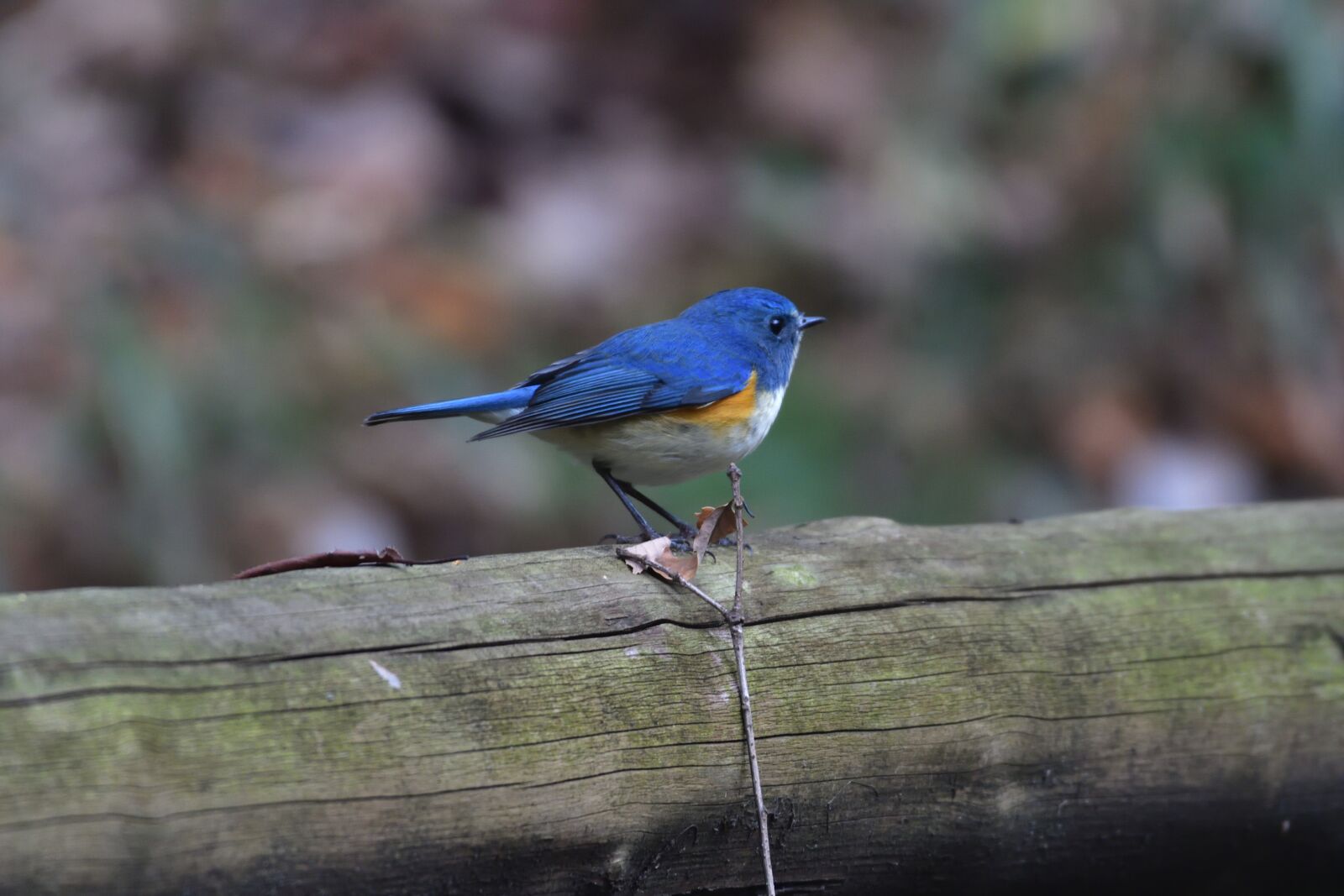 Nikon D500 sample photo. Natural, bird, wild animals photography