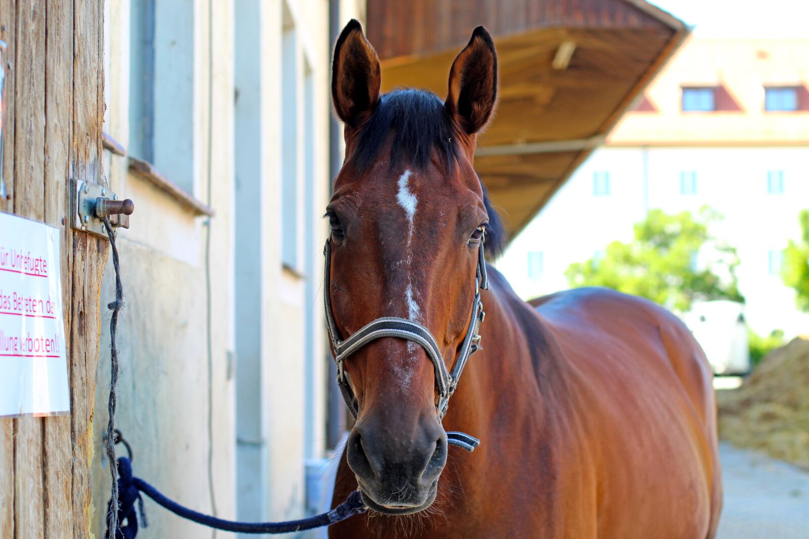 Canon EF 50mm F1.4 USM sample photo. Saddle horse, horse head photography