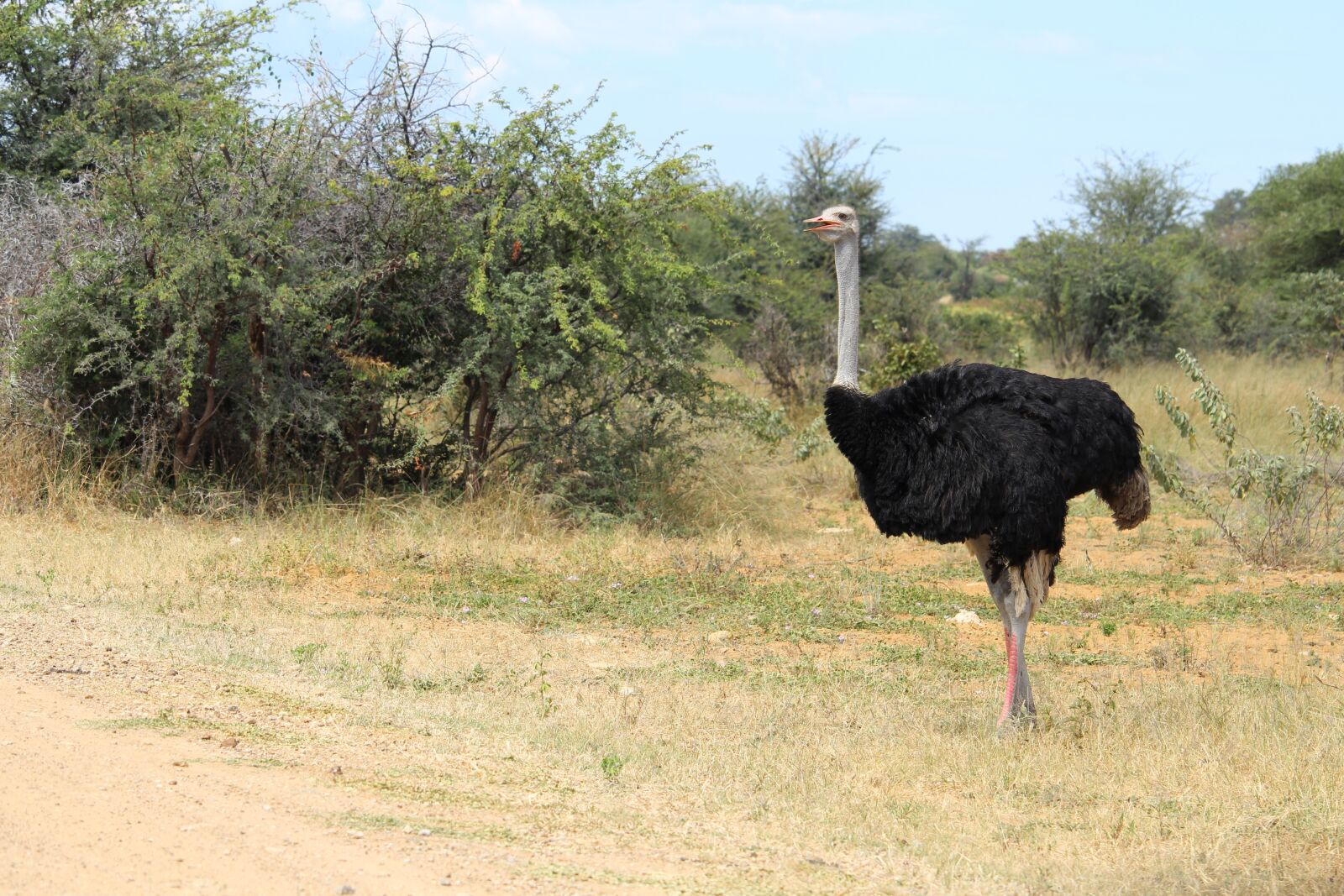 Canon EF-S 55-250mm F4-5.6 IS STM sample photo. Africa, namibia, okavango photography