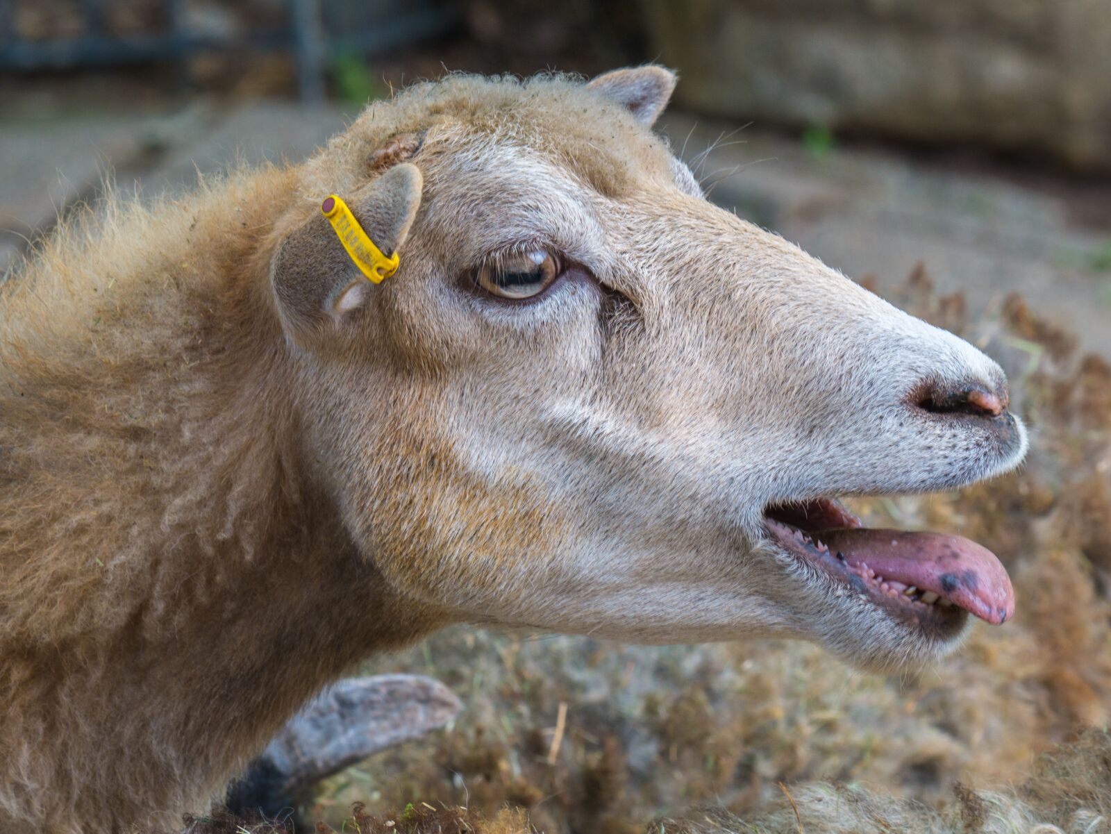 LUMIX G VARIO 100-300/F4.0-5.6II sample photo. Sheep, sheep face, animals photography