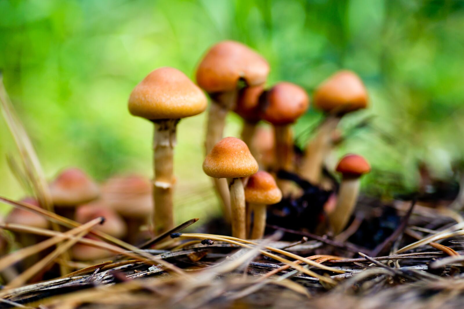 Minolta AF 50mm F3.5 Macro sample photo. Mushrooms, autumn, nature photography