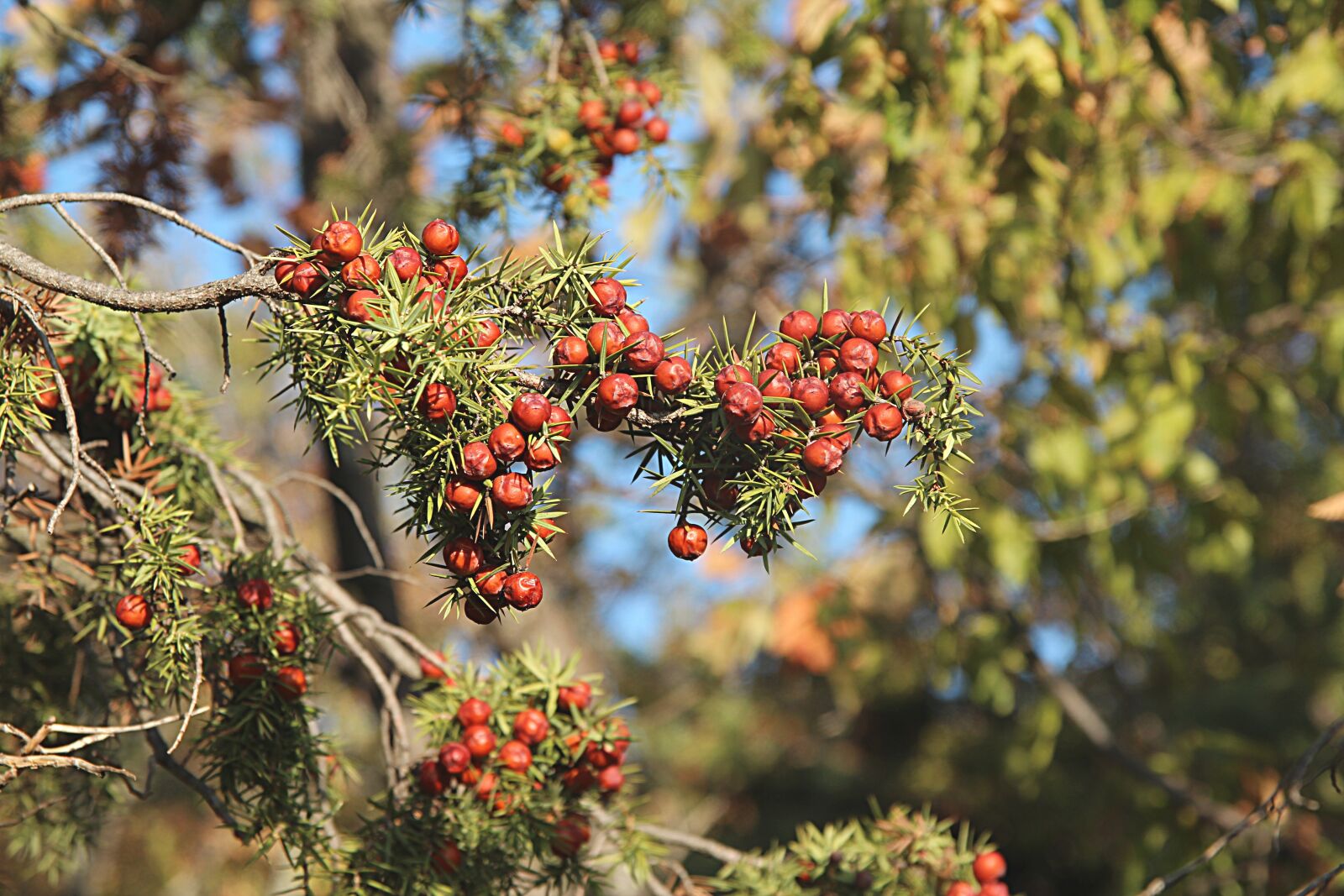 Canon EOS 600D (Rebel EOS T3i / EOS Kiss X5) sample photo. Tree, juniper, forest photography