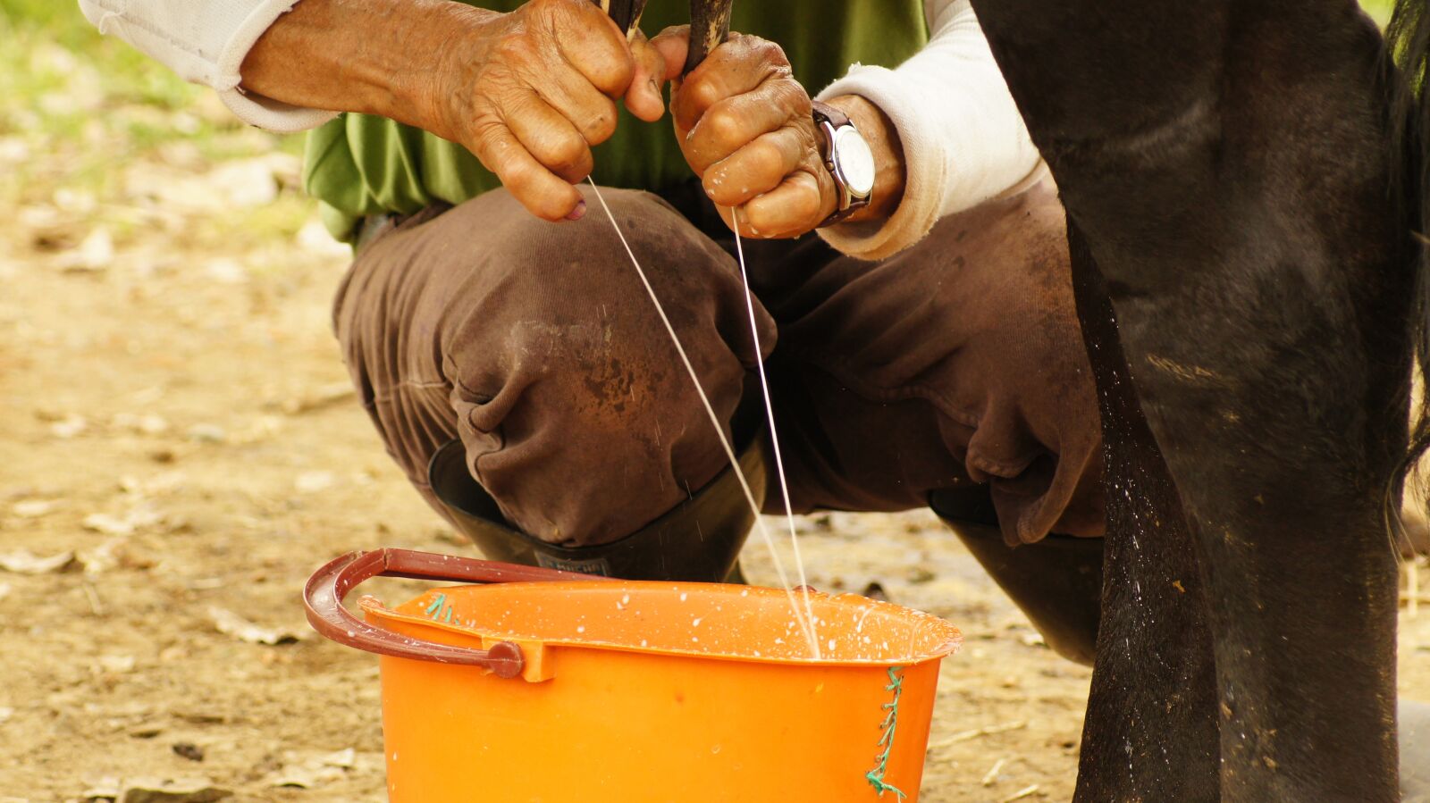 Sony SLT-A55 (SLT-A55V) sample photo. Milking, hands, peasant photography