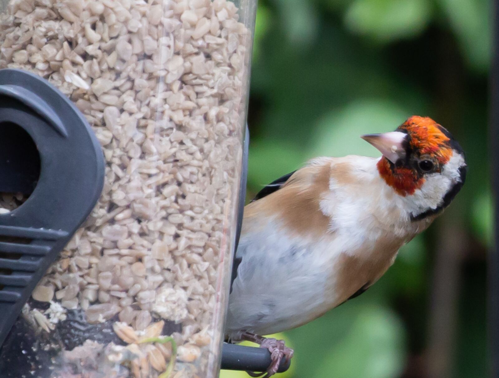 Canon EOS 5D Mark III sample photo. Bird, goldfinch, finch photography