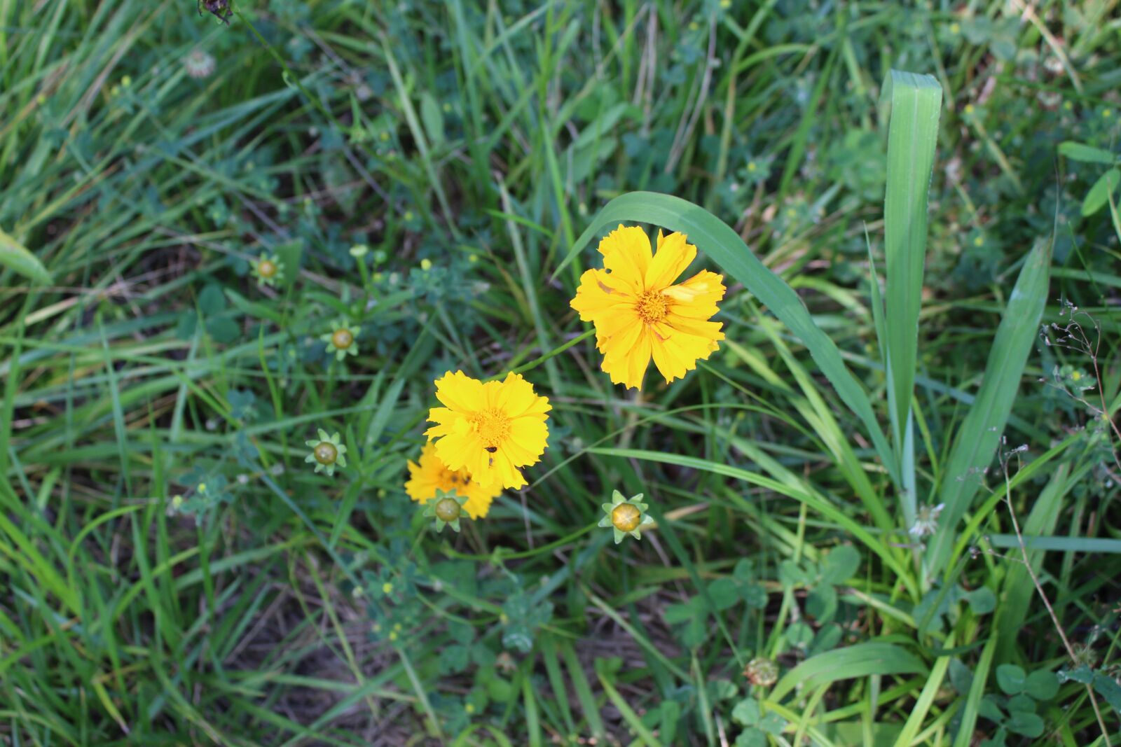 Canon EOS 1300D (EOS Rebel T6 / EOS Kiss X80) sample photo. Nature, flowers, yellow flowers photography
