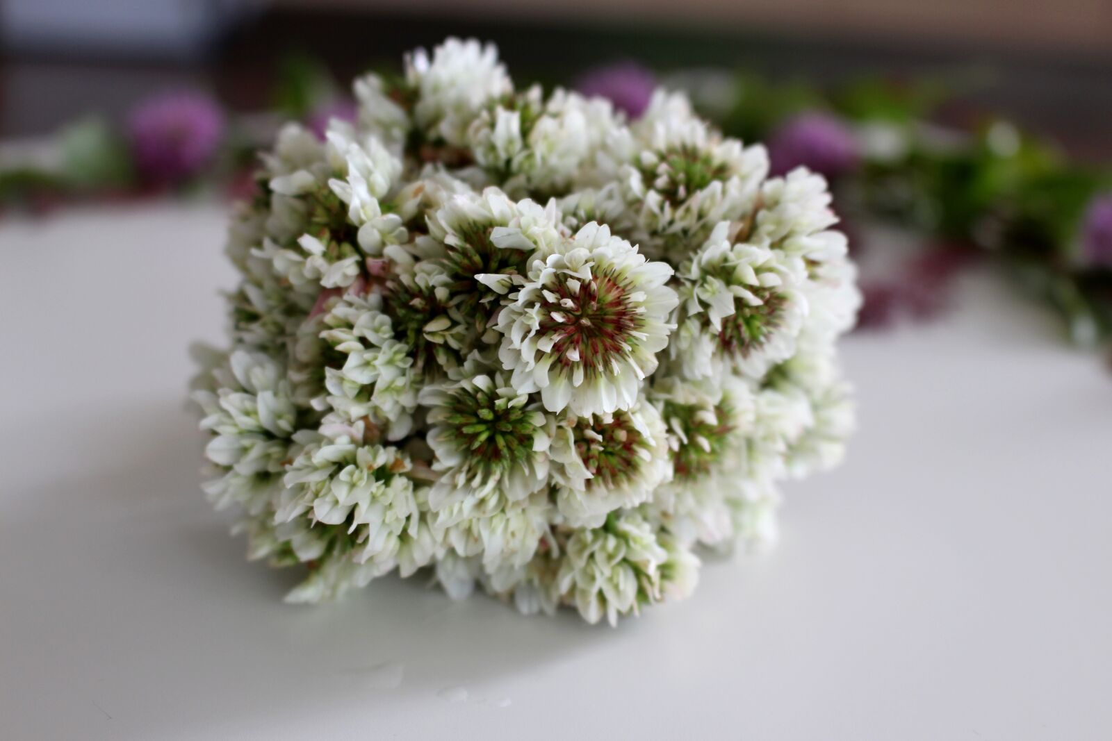 Canon EOS 700D (EOS Rebel T5i / EOS Kiss X7i) sample photo. Klee, clover flower, flowers photography