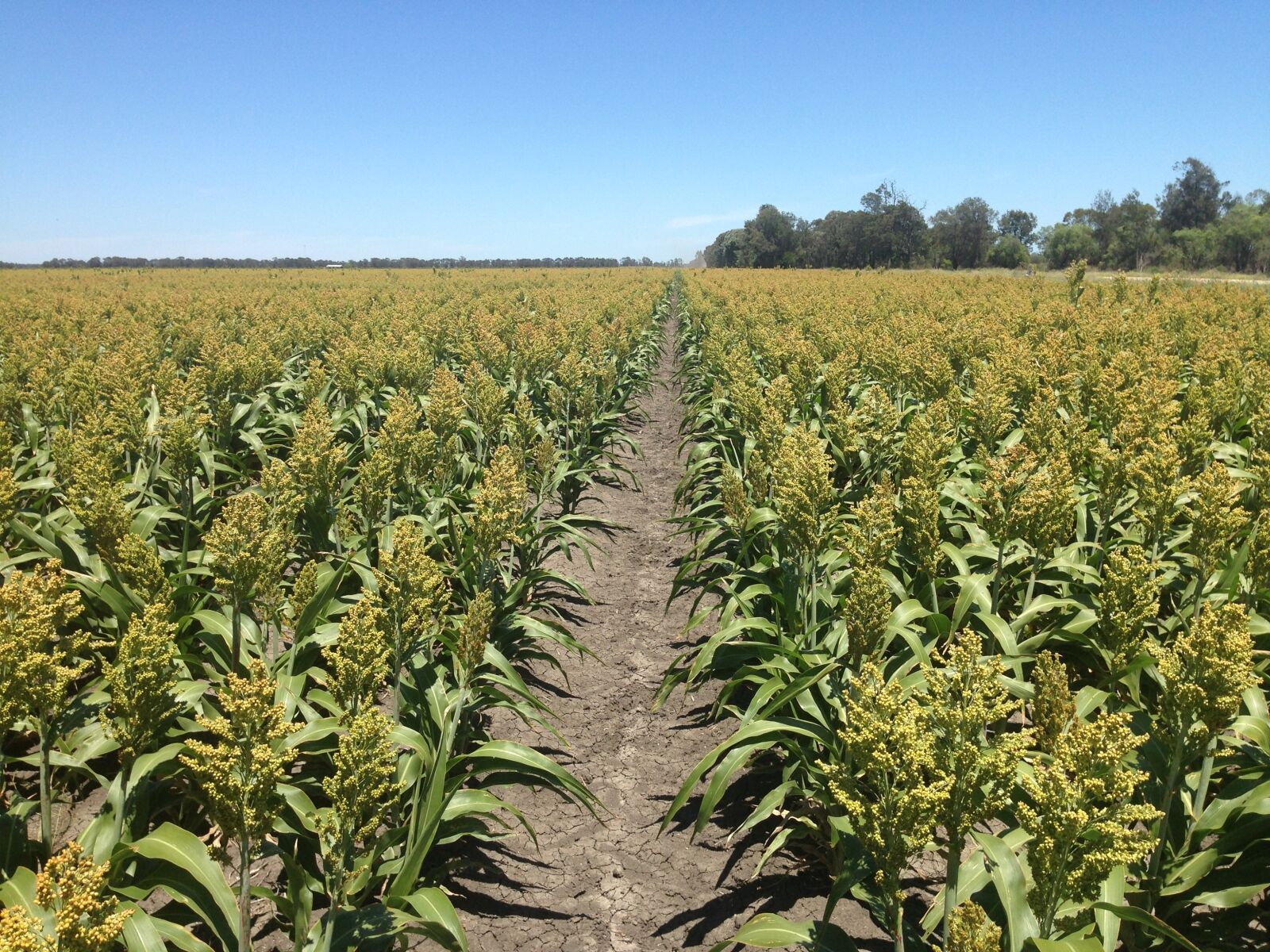 iPhone 5 back camera 4.12mm f/2.4 sample photo. Sorghum, grain, crop photography