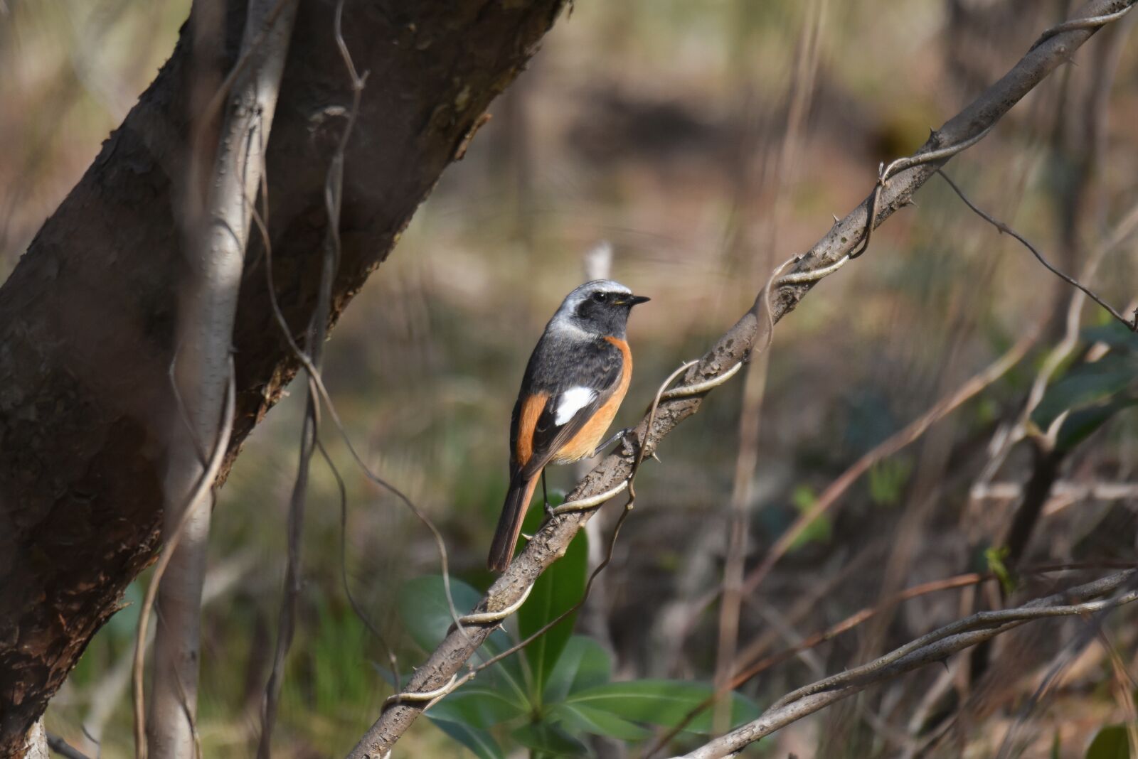 Nikon D7200 sample photo. Animal, forest, wood photography
