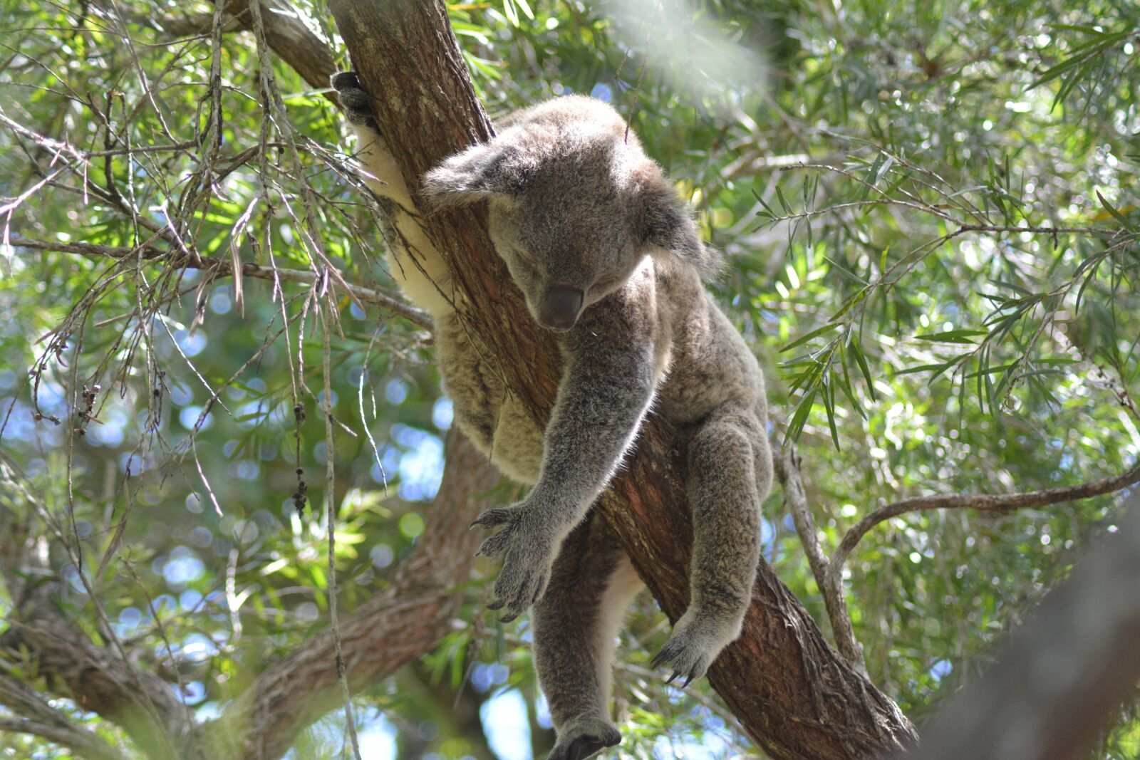 Nikon D5200 sample photo. Koala, sweet, cutesy photography
