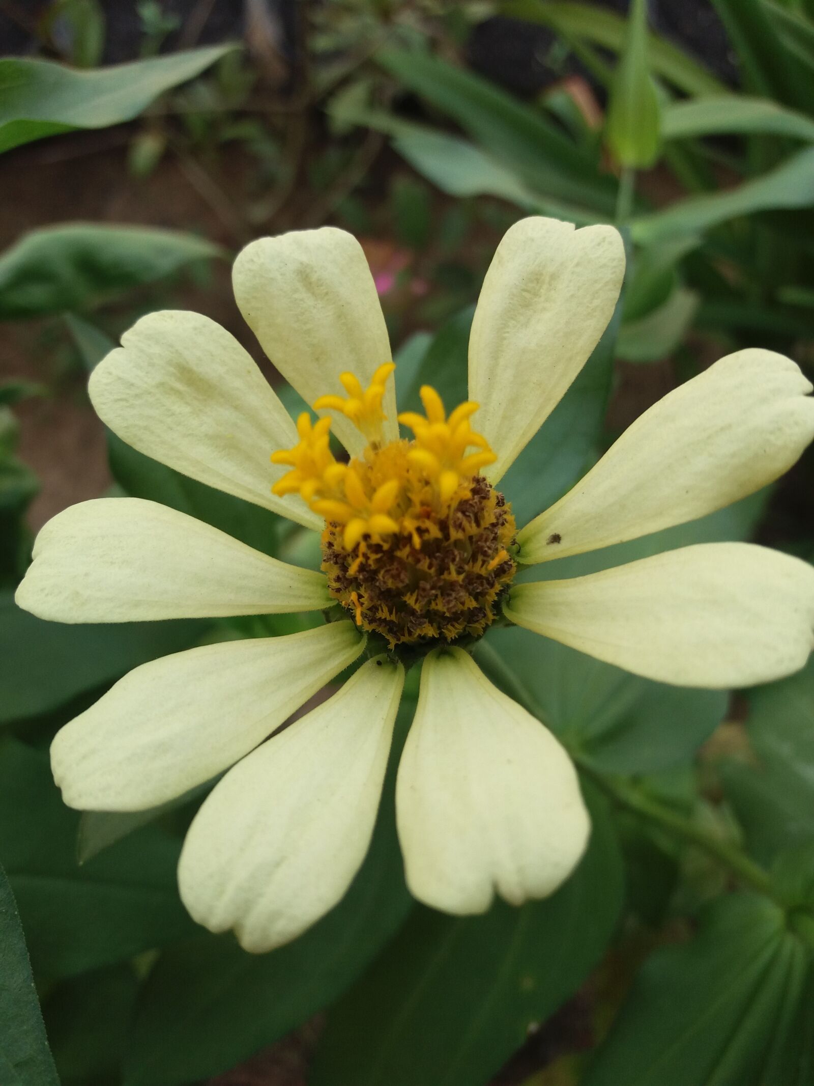 Samsung Galaxy J5 sample photo. Flower, green, garden photography