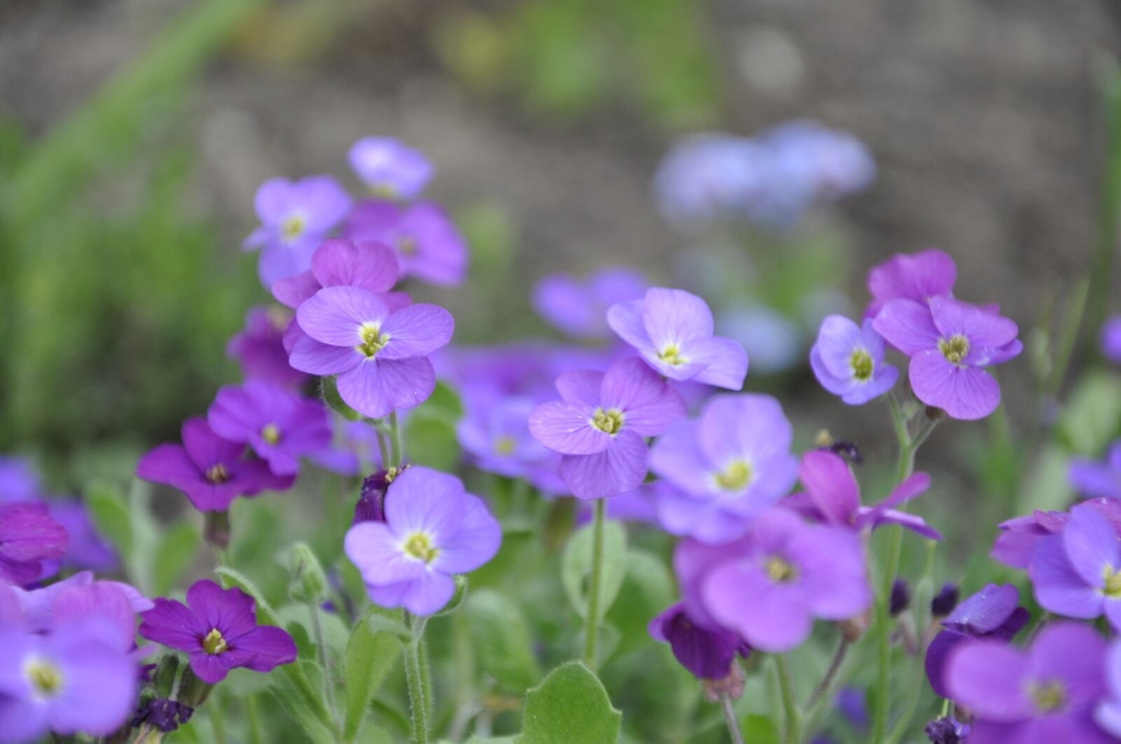 Nikon D5000 sample photo. Flowers, violet, purple photography