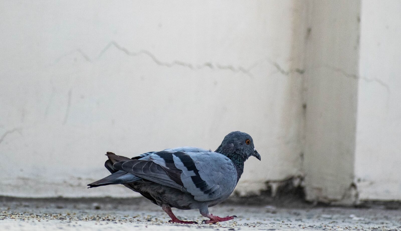 Nikon D3300 sample photo. Pigeon, bird, dove photography