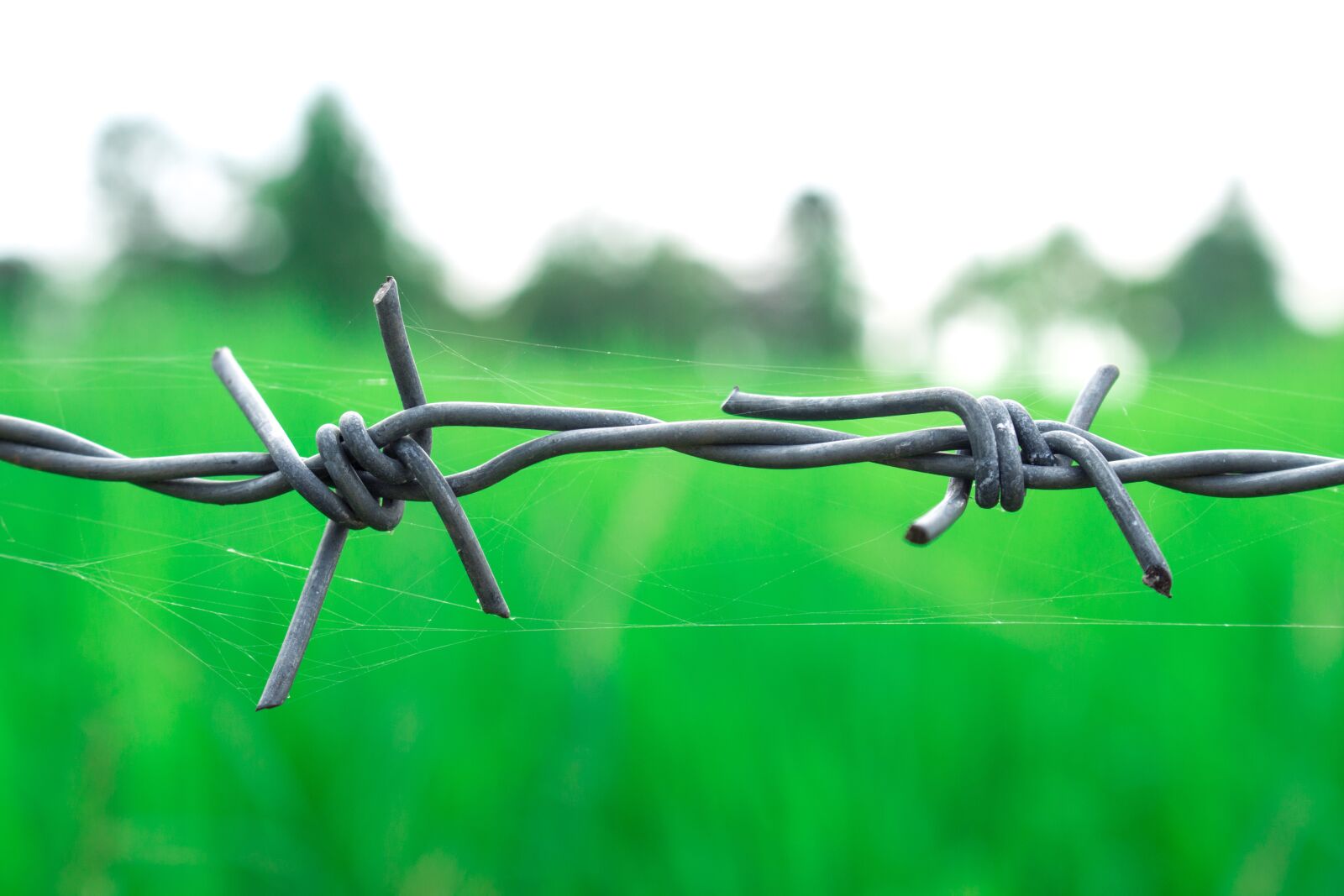 Canon EOS 700D (EOS Rebel T5i / EOS Kiss X7i) sample photo. Barbed wire, countryside, green photography