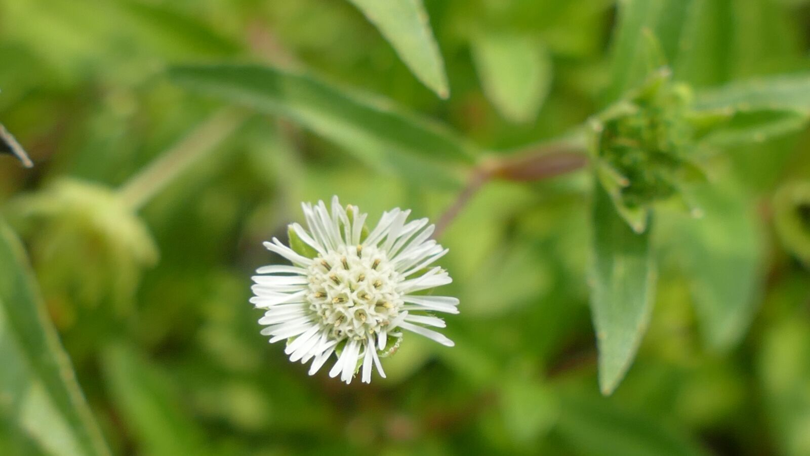 Panasonic Lumix DMC-FZ1000 sample photo. Wildflowers, flowers, nature photography