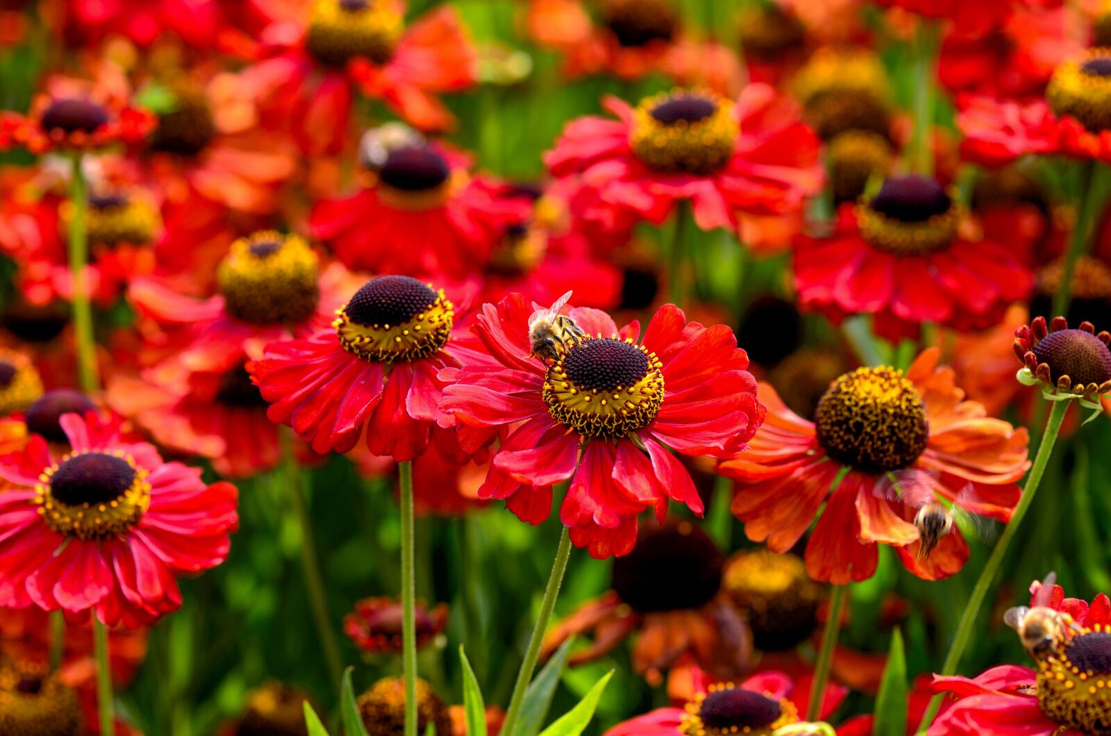 Nikon D7000 sample photo. Flowers, red, garden photography