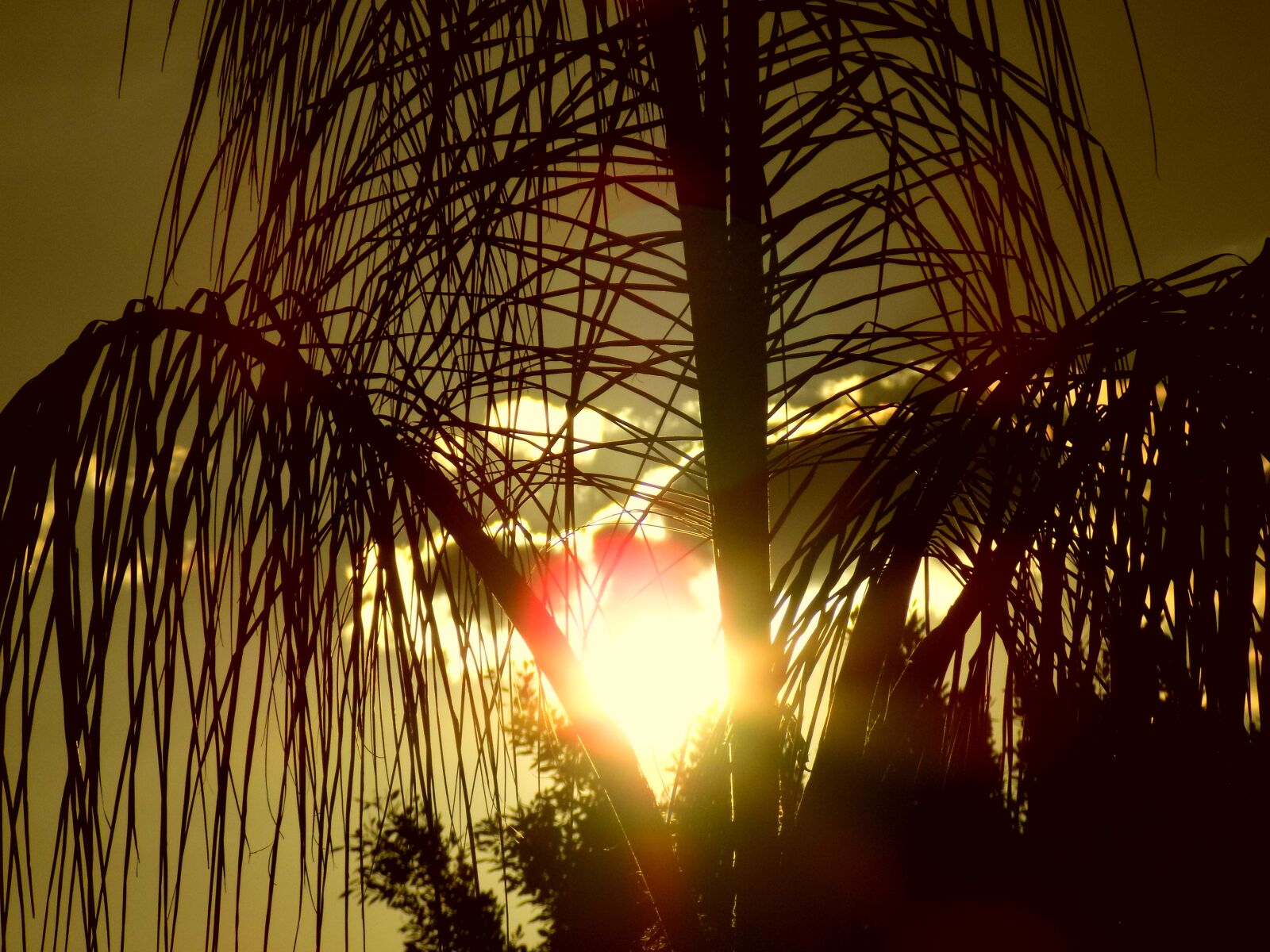 Nikon COOLPIX L340 sample photo. Tree, palm tree, sunset photography