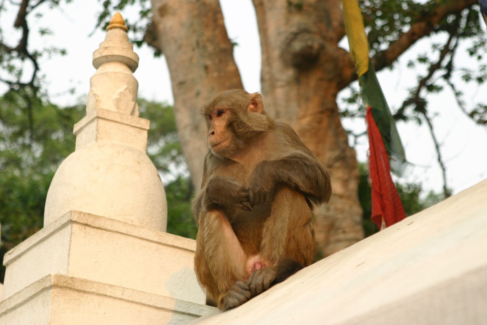 Canon EOS 300D (EOS Digital Rebel / EOS Kiss Digital) sample photo. Monkeys, kathmandu, temple photography