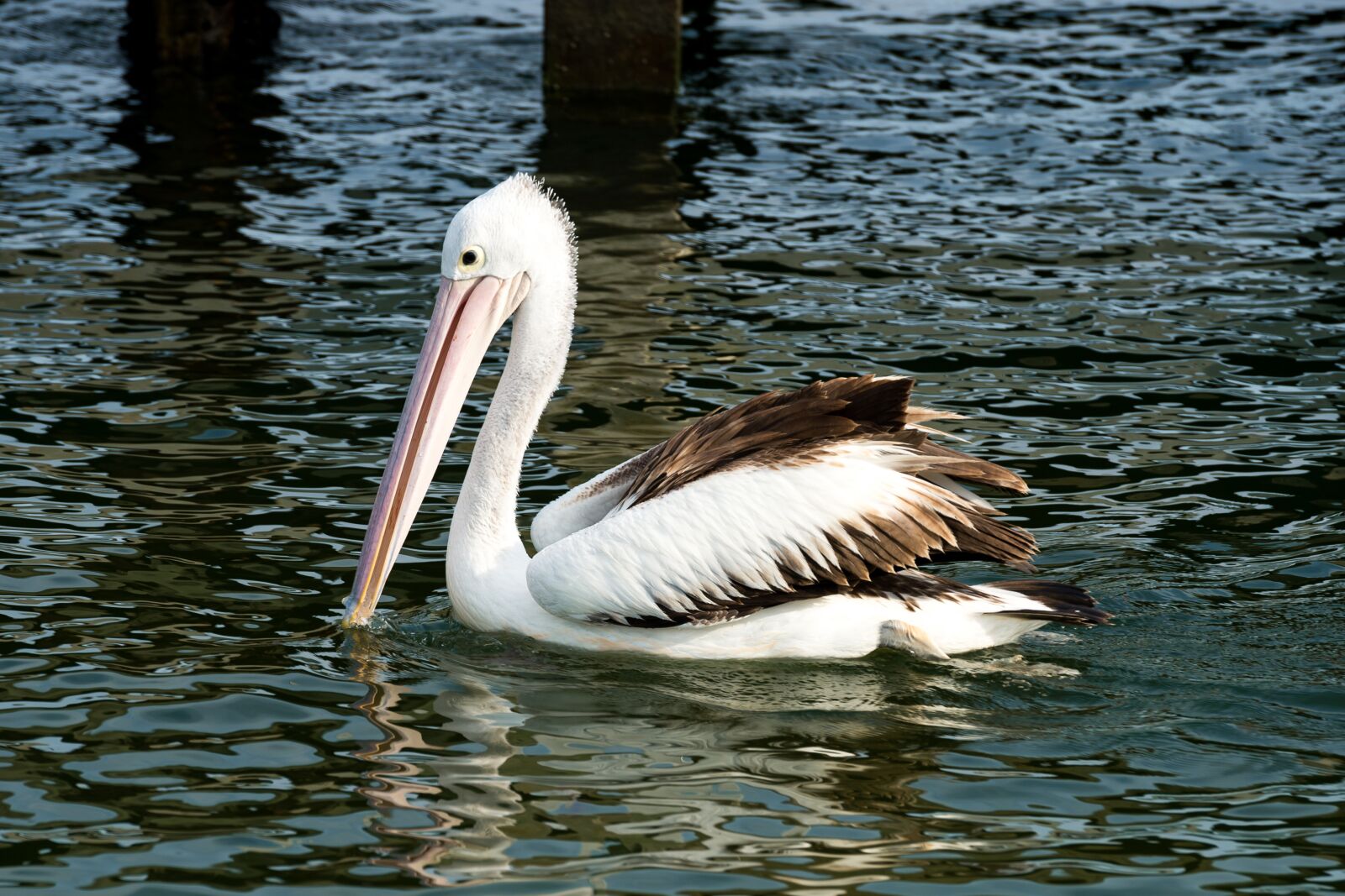 Nikon Df sample photo. Pelican, bird, nature photography