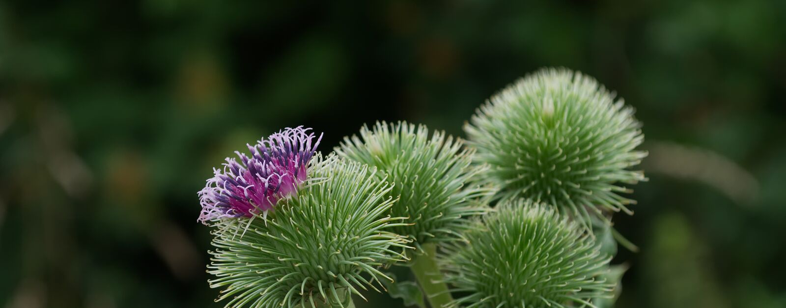 Nikon D3100 sample photo. Thistle, blossom, bloom photography