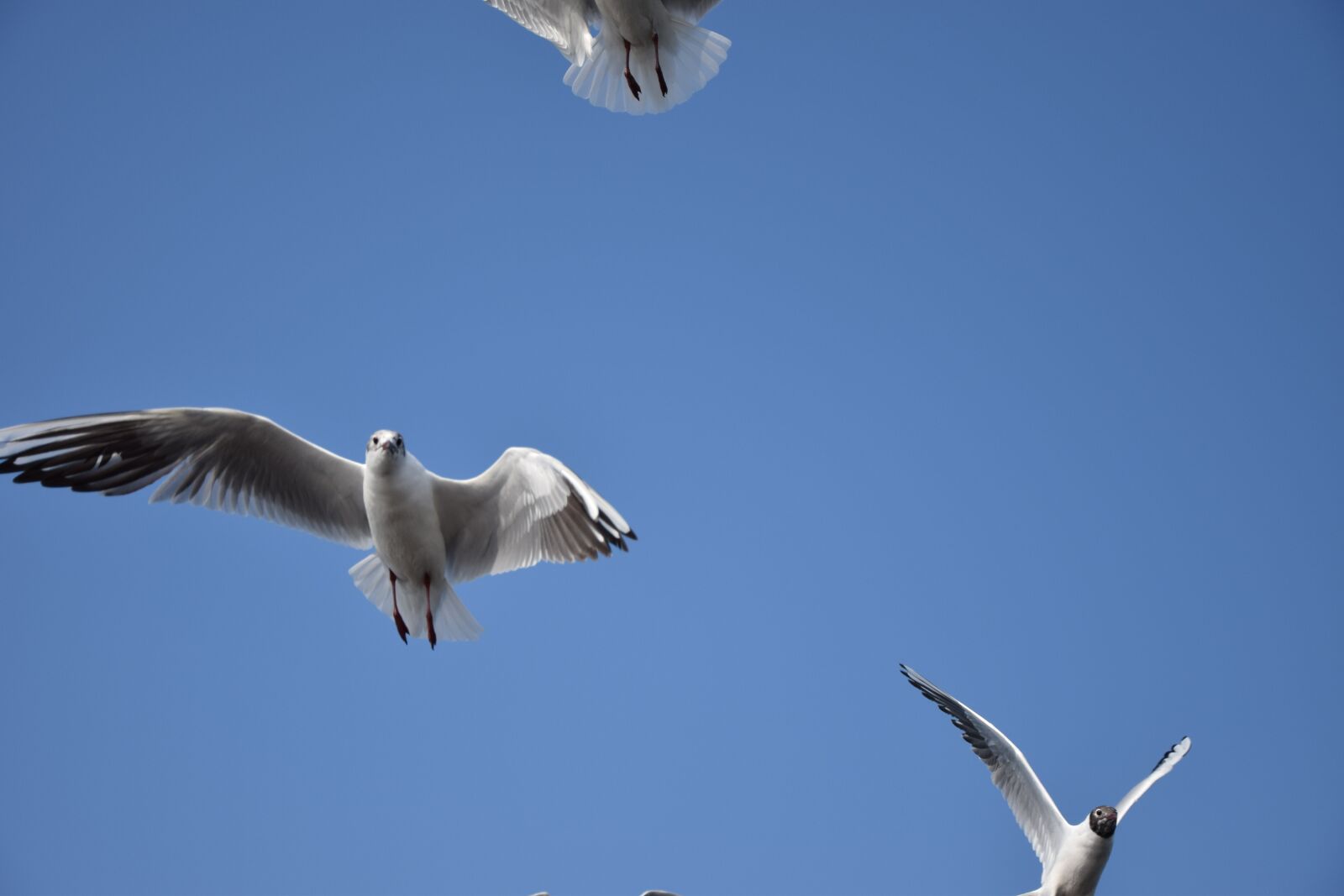 Nikon D3300 sample photo. Sky, bird, seagull photography