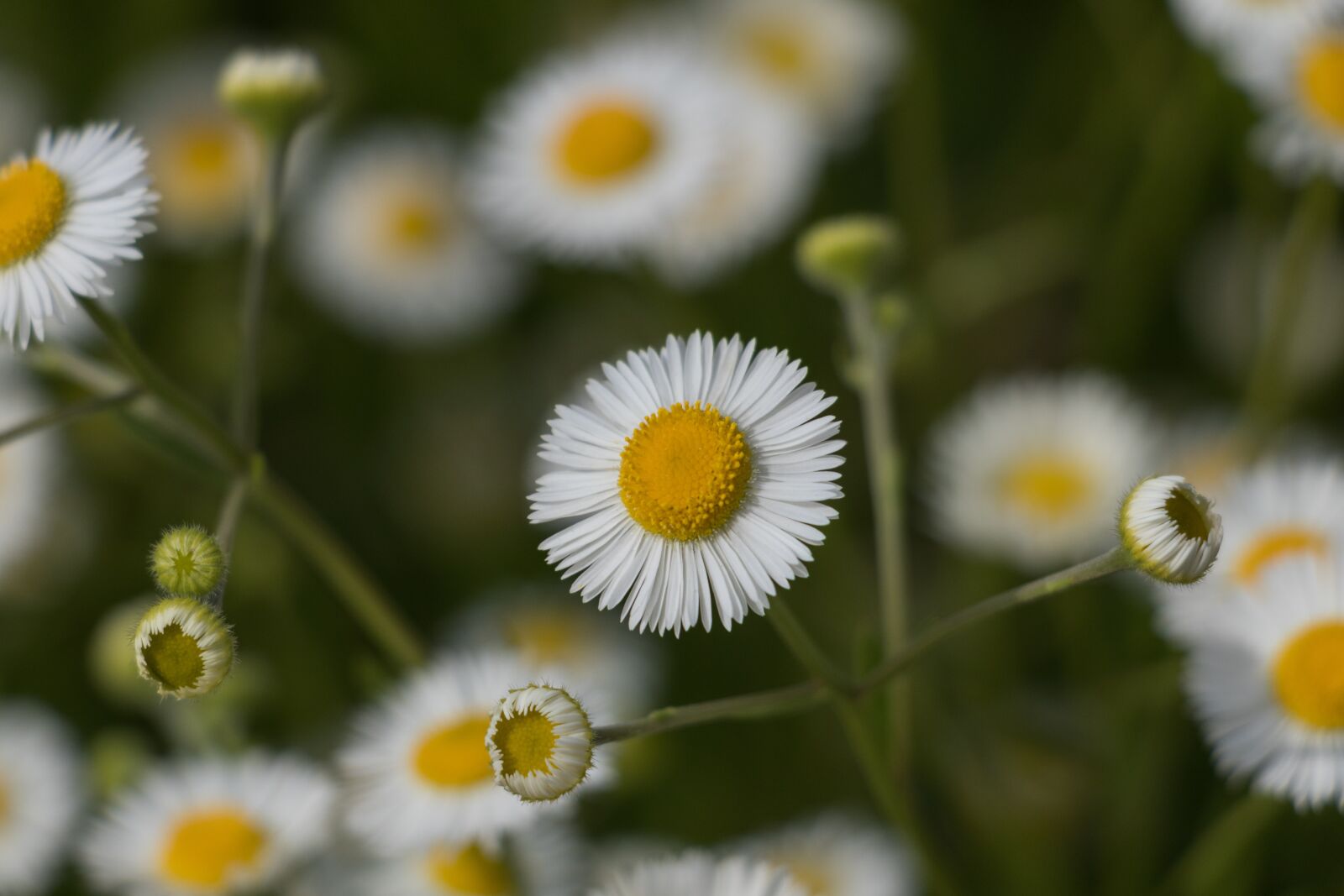 Canon EF-S 18-135mm F3.5-5.6 IS USM sample photo. Nature, plant, flower photography