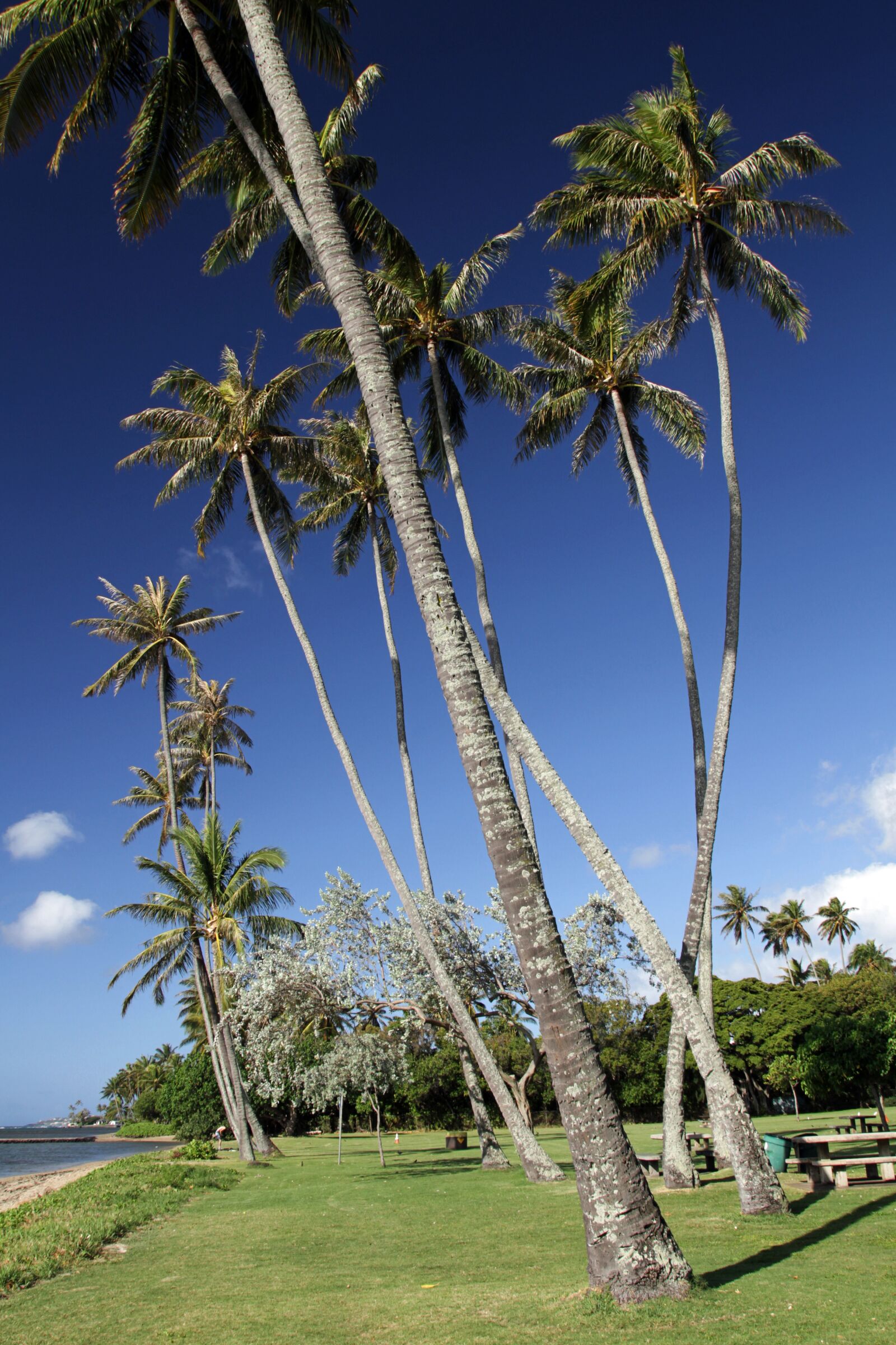 Canon EOS 7D sample photo. Palms, beach, island photography