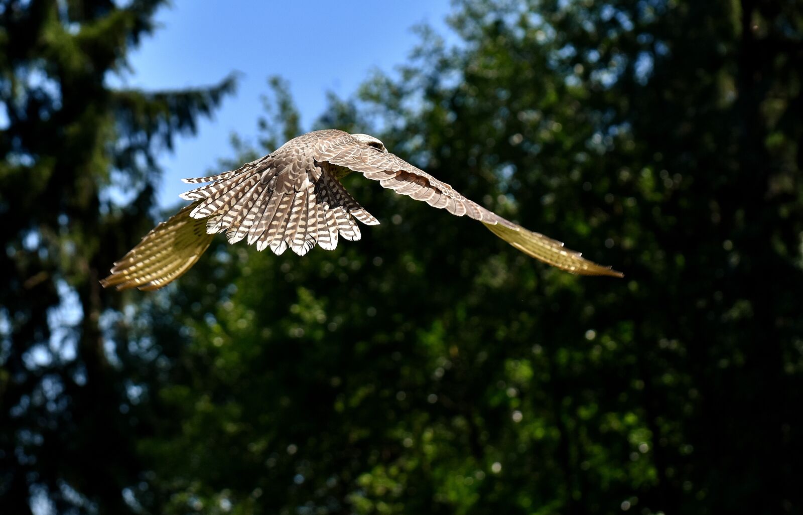 Nikon D7200 sample photo. Falcon, bird of prey photography