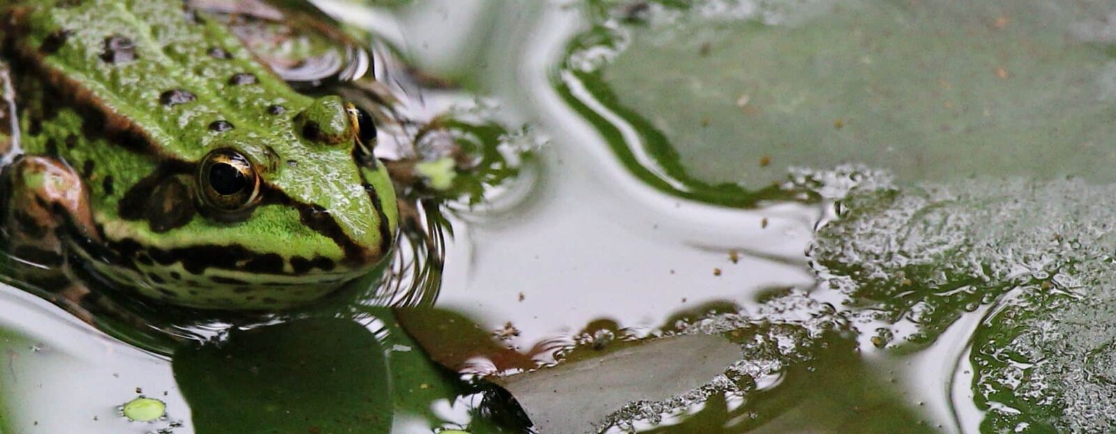 Canon EOS 550D (EOS Rebel T2i / EOS Kiss X4) sample photo. Nature, water, green frog photography