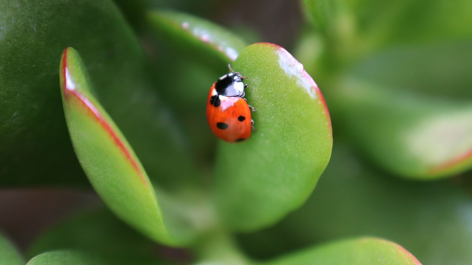 Canon EOS M50 (EOS Kiss M) sample photo. Nature, insect, pollen photography