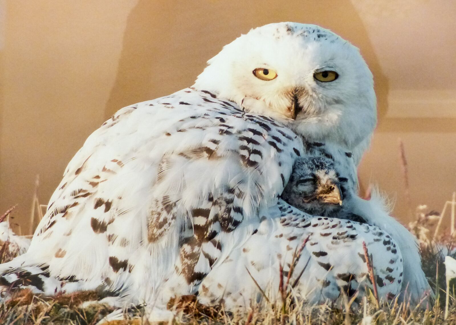 Panasonic Lumix DMC-FZ200 sample photo. Snow owl, bird, white photography