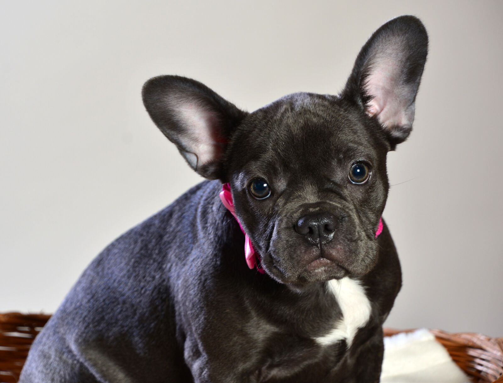 Nikon D600 sample photo. French bulldog blue, dog photography