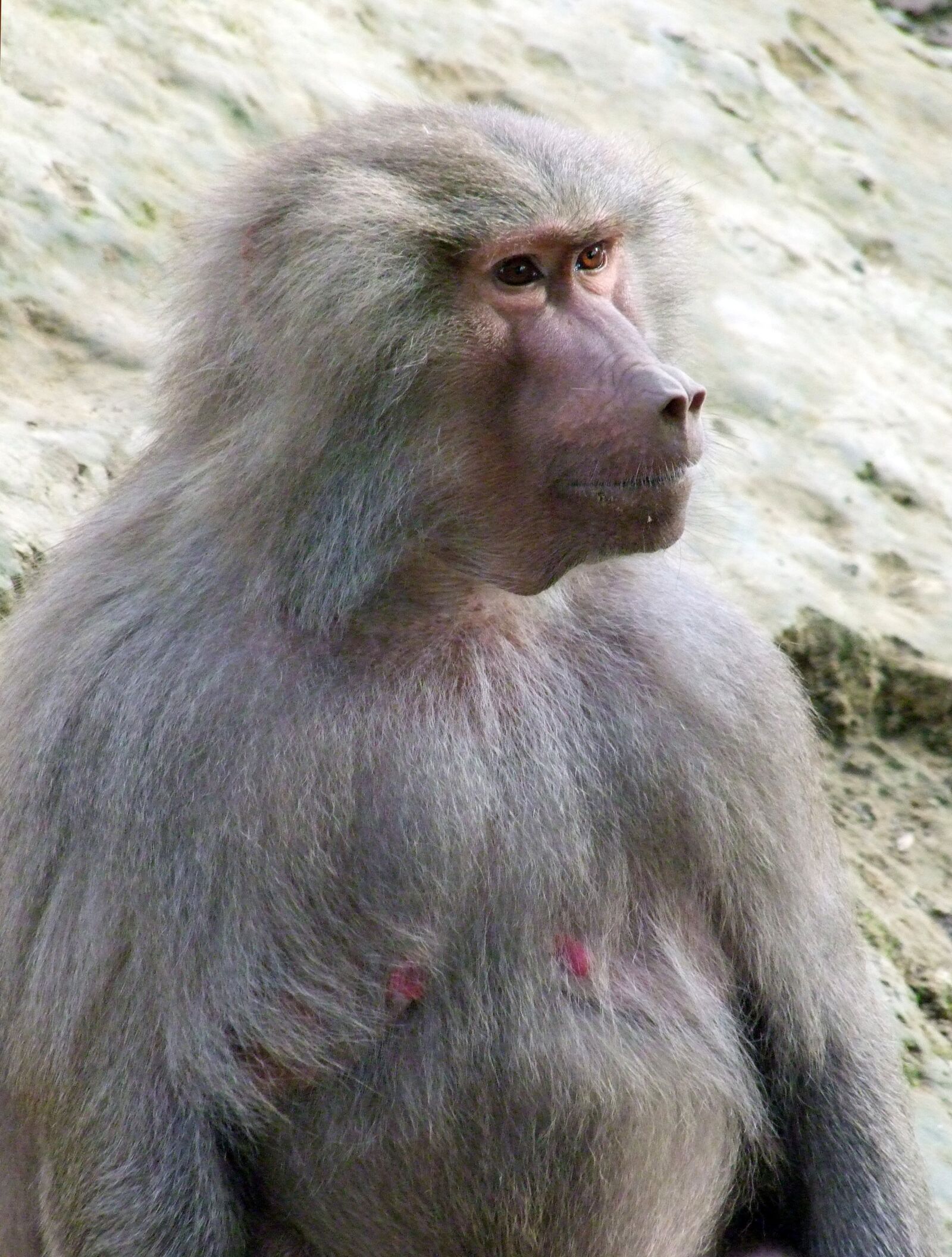 Fujifilm FinePix S100fs sample photo. Monkey, animal, zoo photography