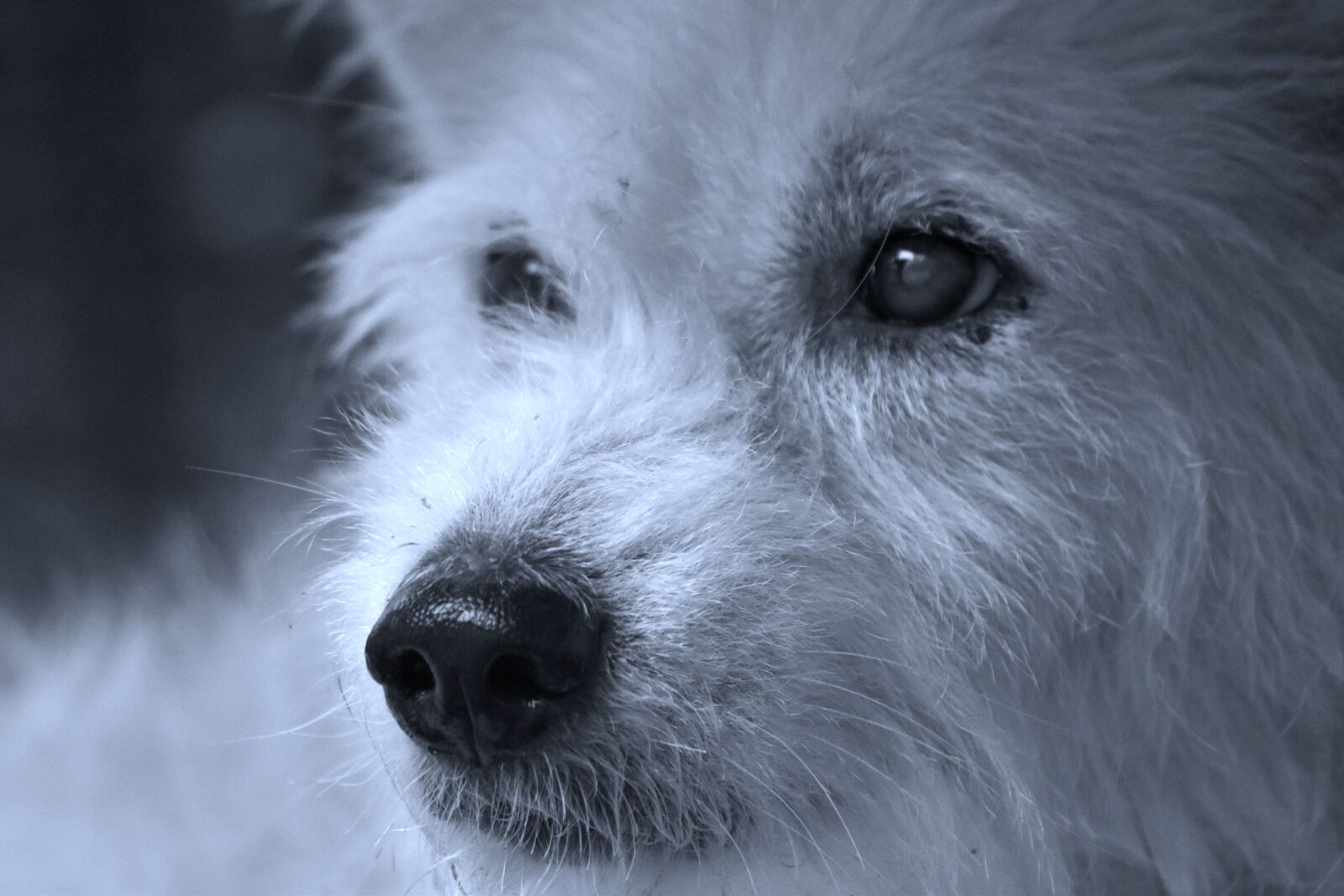 Nikon D3500 sample photo. Wolf, dog, york photography
