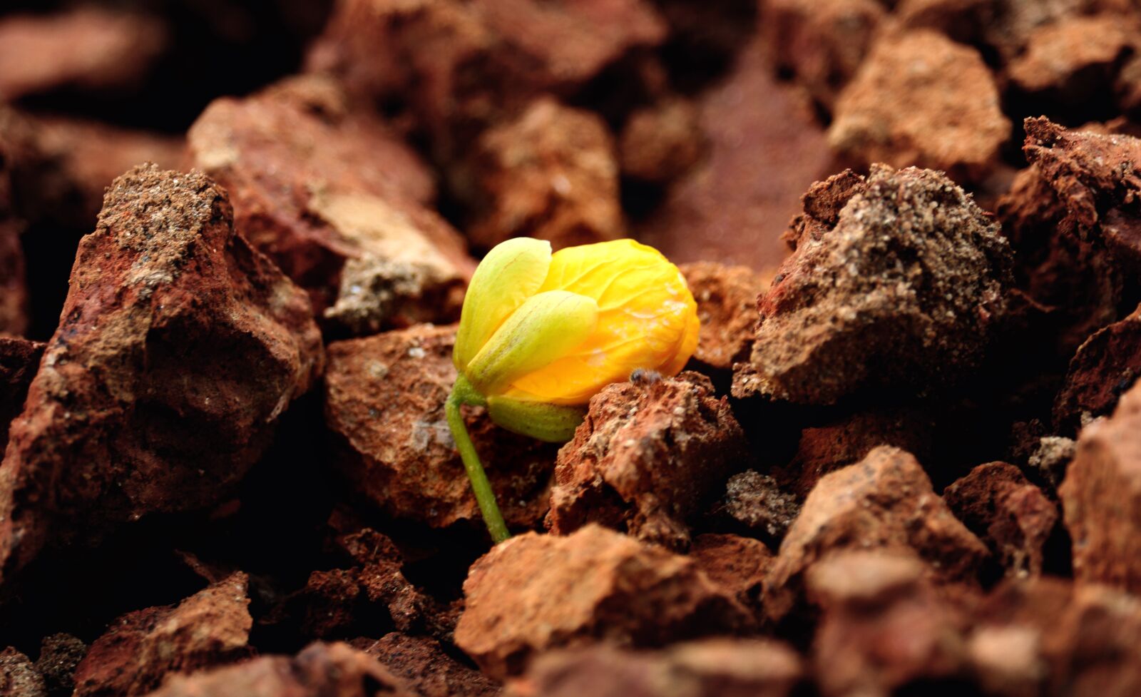 Canon EOS 750D (EOS Rebel T6i / EOS Kiss X8i) sample photo. Flower, love, nature photography