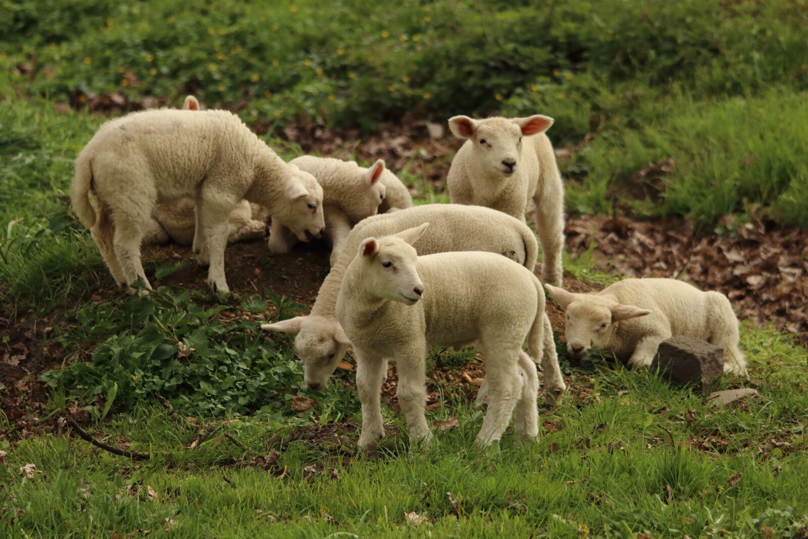 Canon EOS 80D sample photo. Lamb, sheep, animal photography