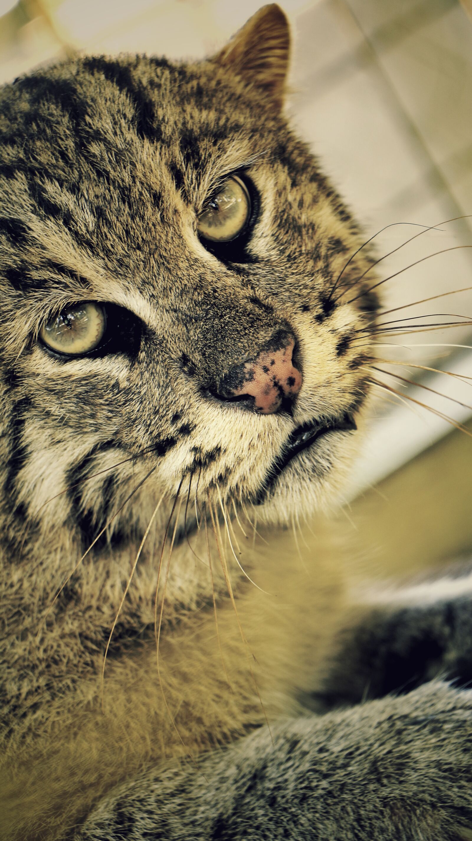 Canon EOS 70D sample photo. Tiger, animal, cat photography