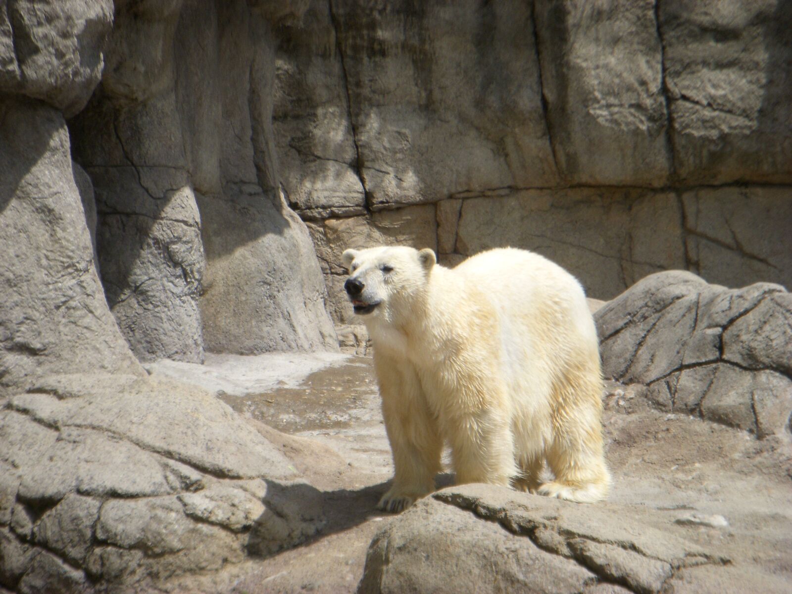 Nikon COOLPIX S51 sample photo. Polar bear, bear, zoo photography